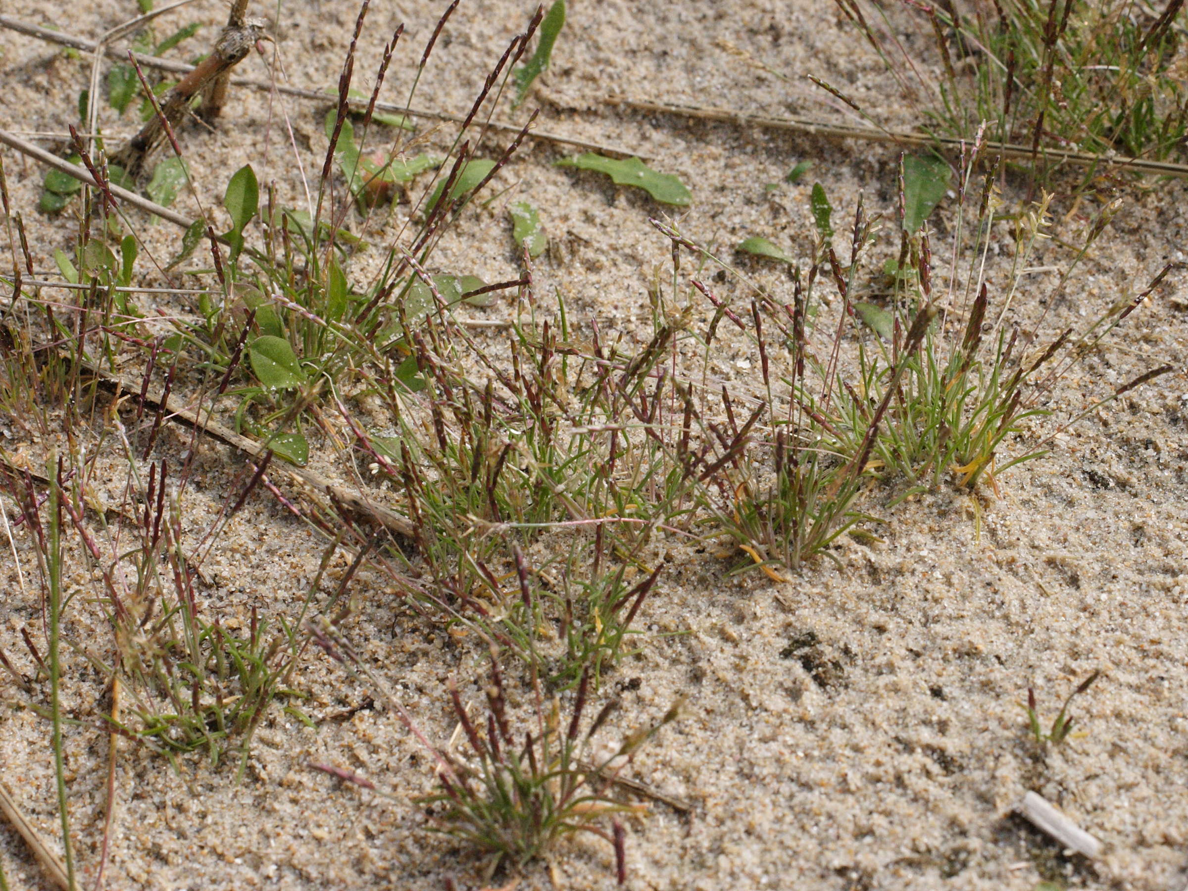 Afficher le média mibora_minima1md mibora_minima1md