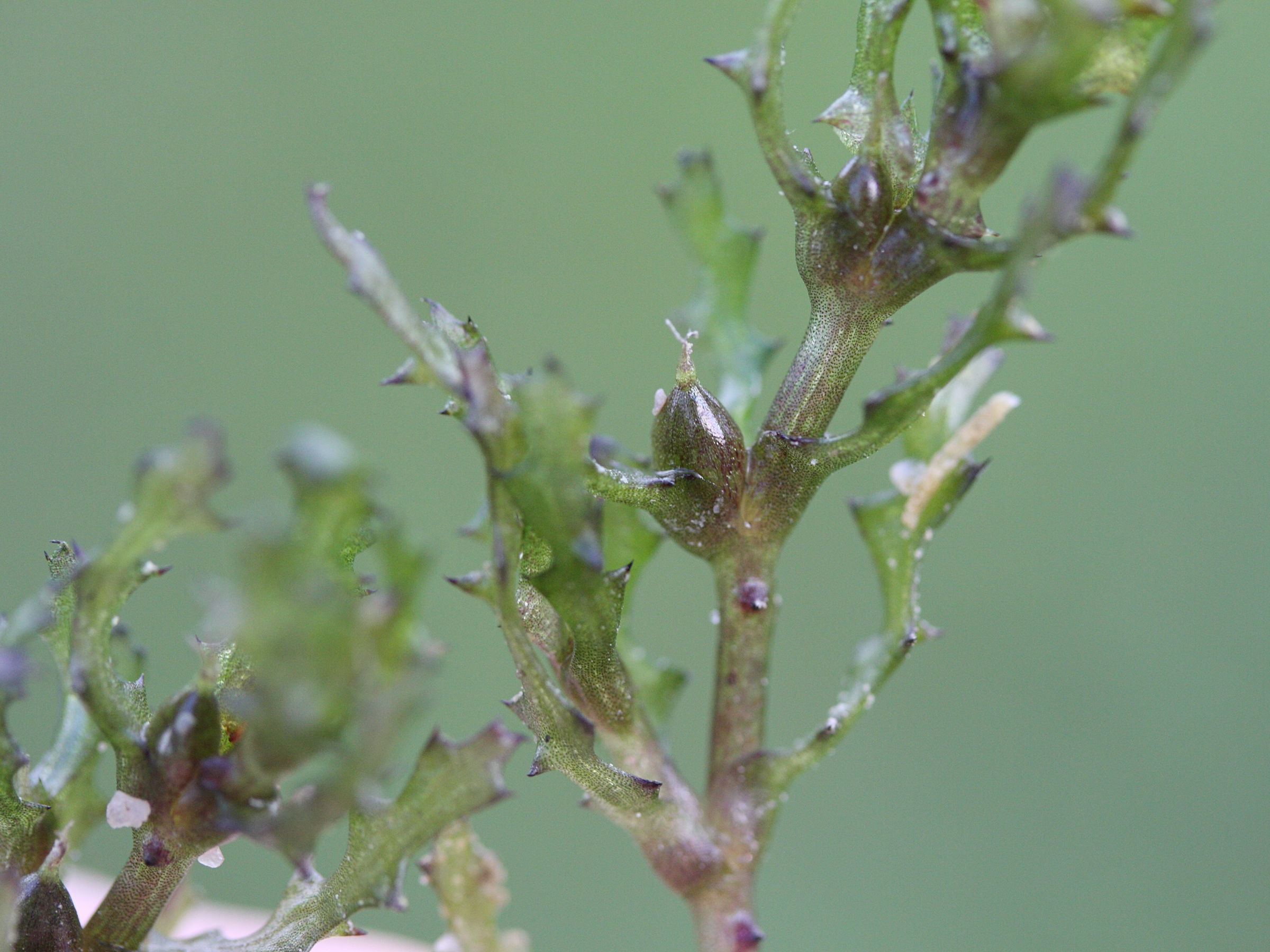 Afficher le média Najas_marina Najas_marina