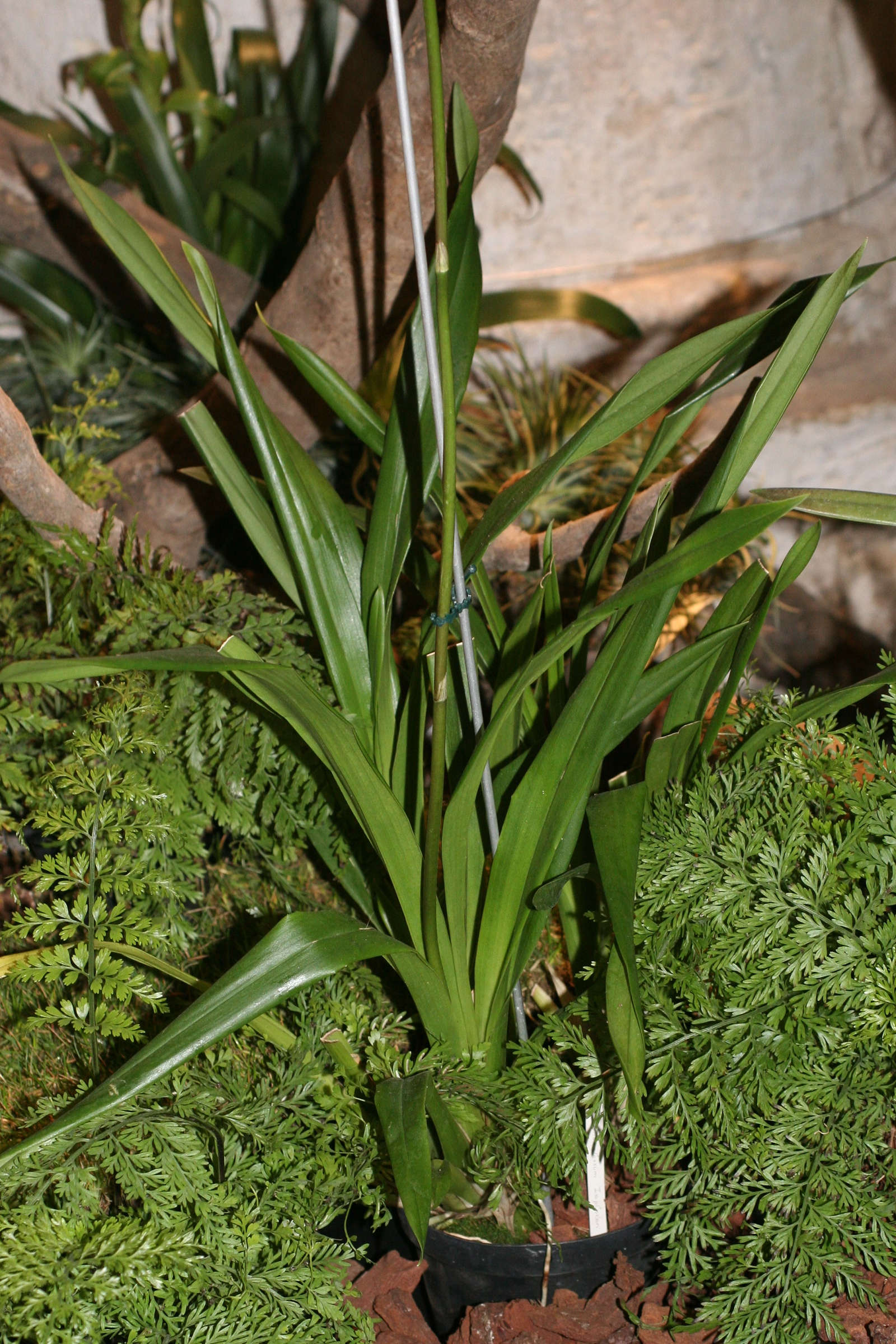 odontoglossum_ioplocon1md