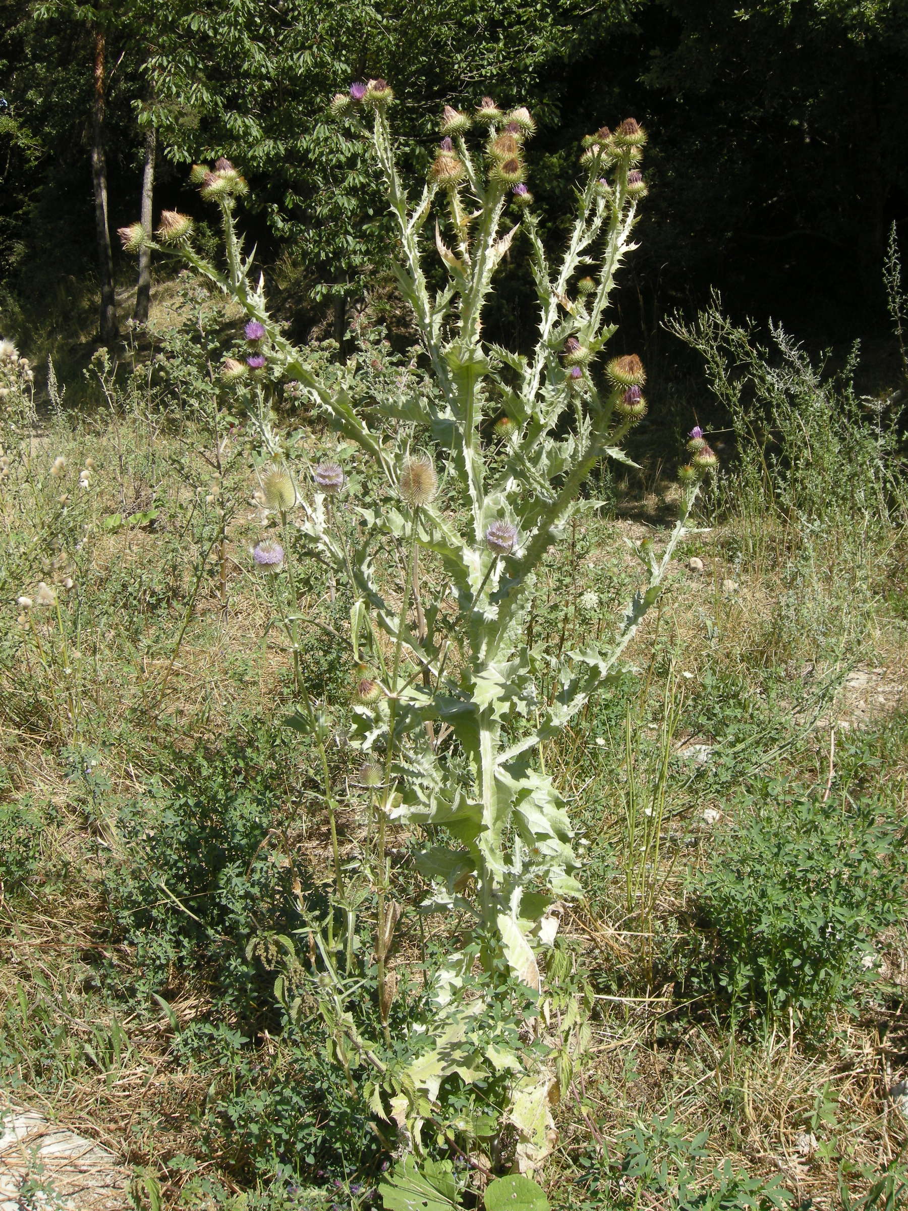 Afficher le média onopordum_acanthium5md onopordum_acanthium5md