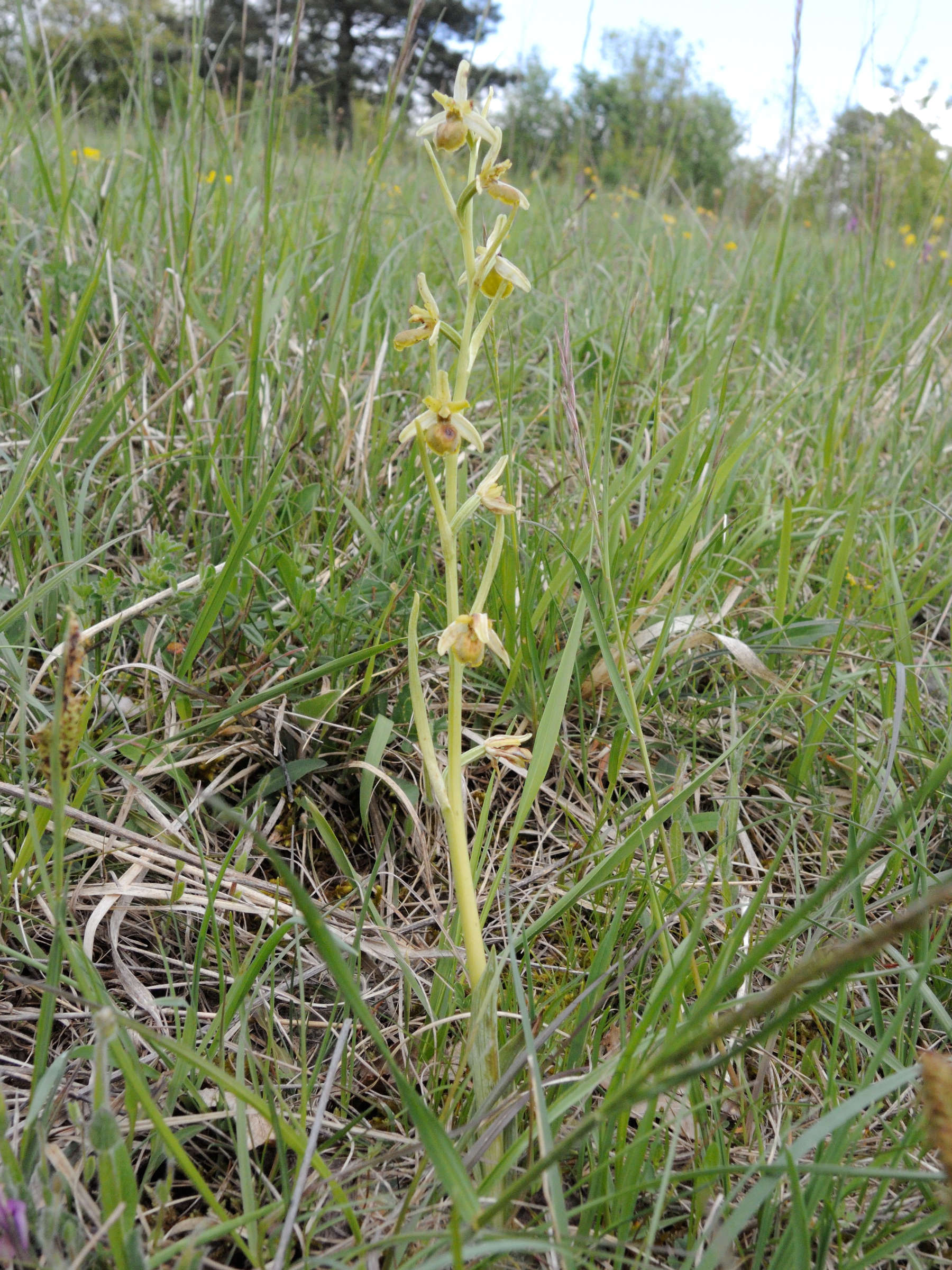 Afficher le média ophrys_virescens1md ophrys_virescens1md