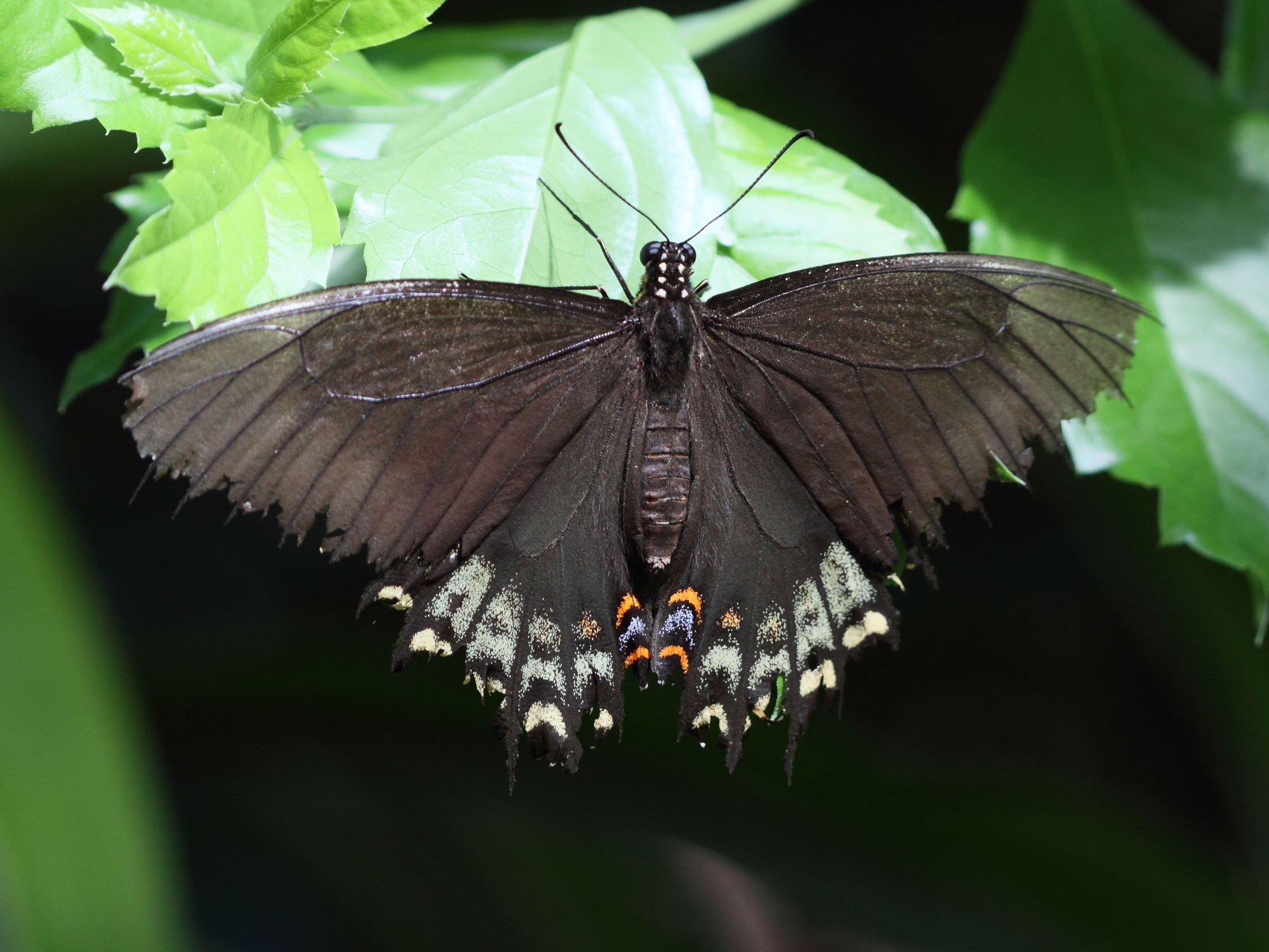 Afficher le média papilio_glaucus1bd papilio_glaucus1bd