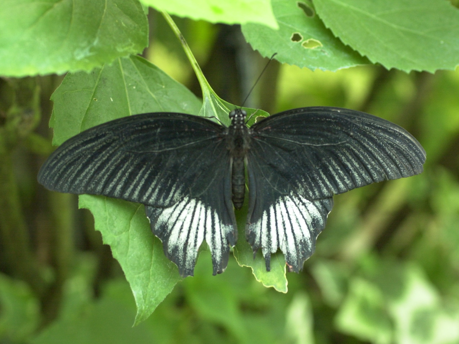 papilio_lowi1md