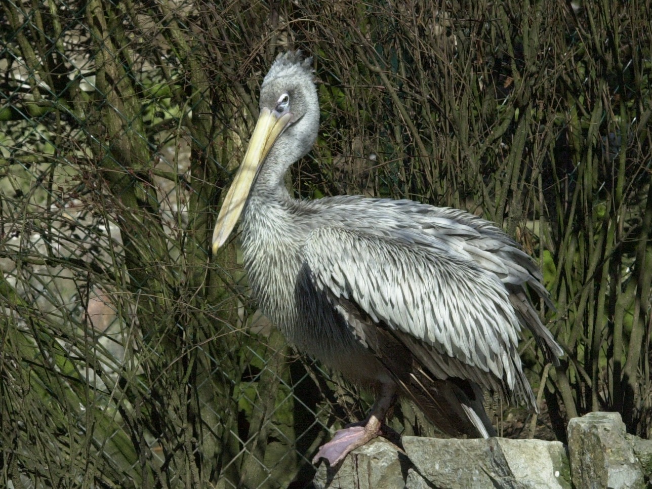 pelican_frise_-_pelecanus_crispus3md