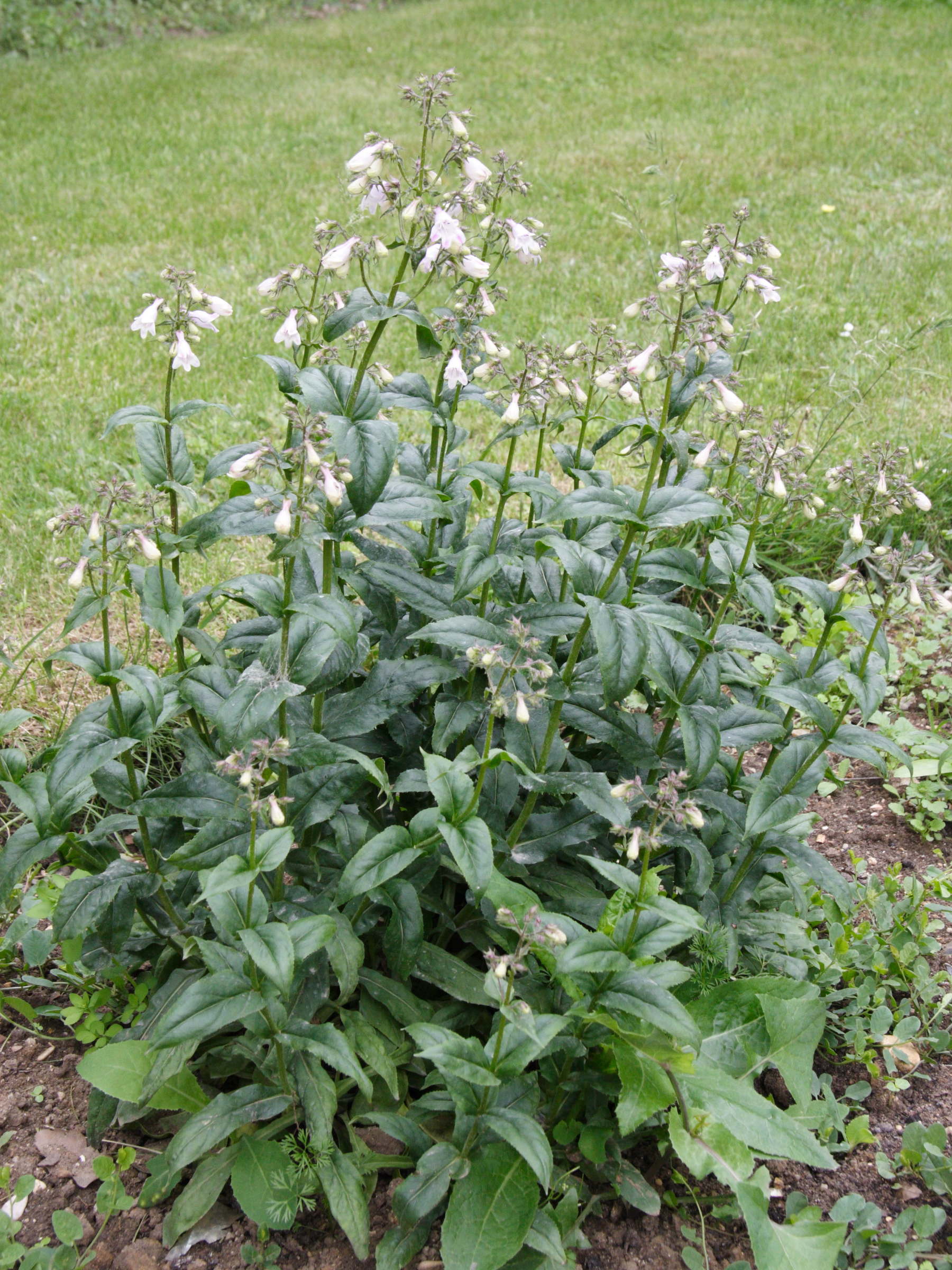penstemon_ovatus1md