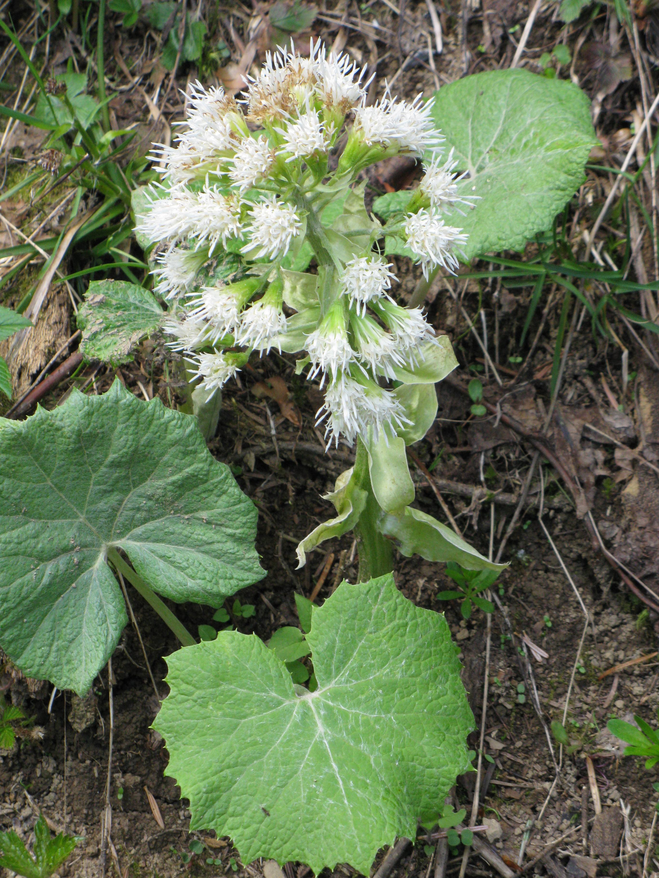Afficher le média petasites_albus3mv petasites_albus3mv