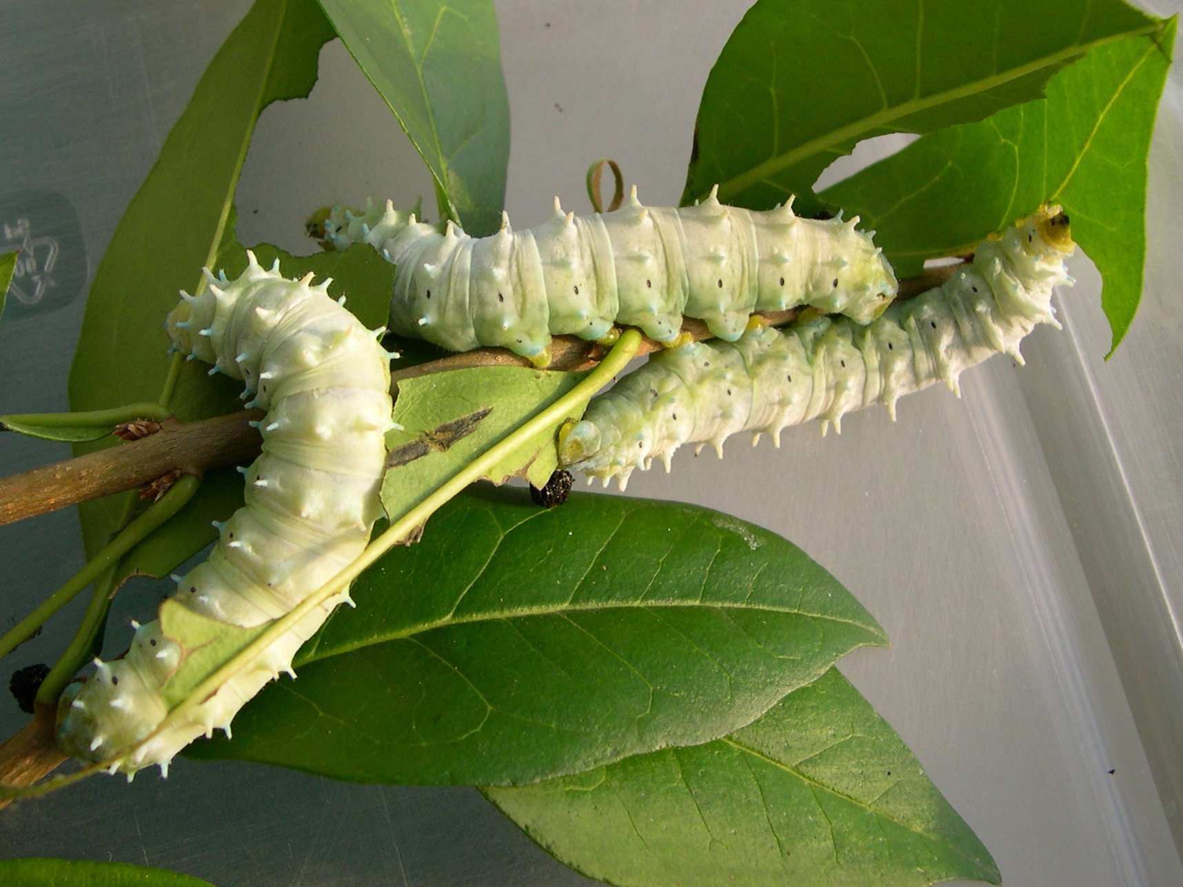 philosamia_ricini_ch1md