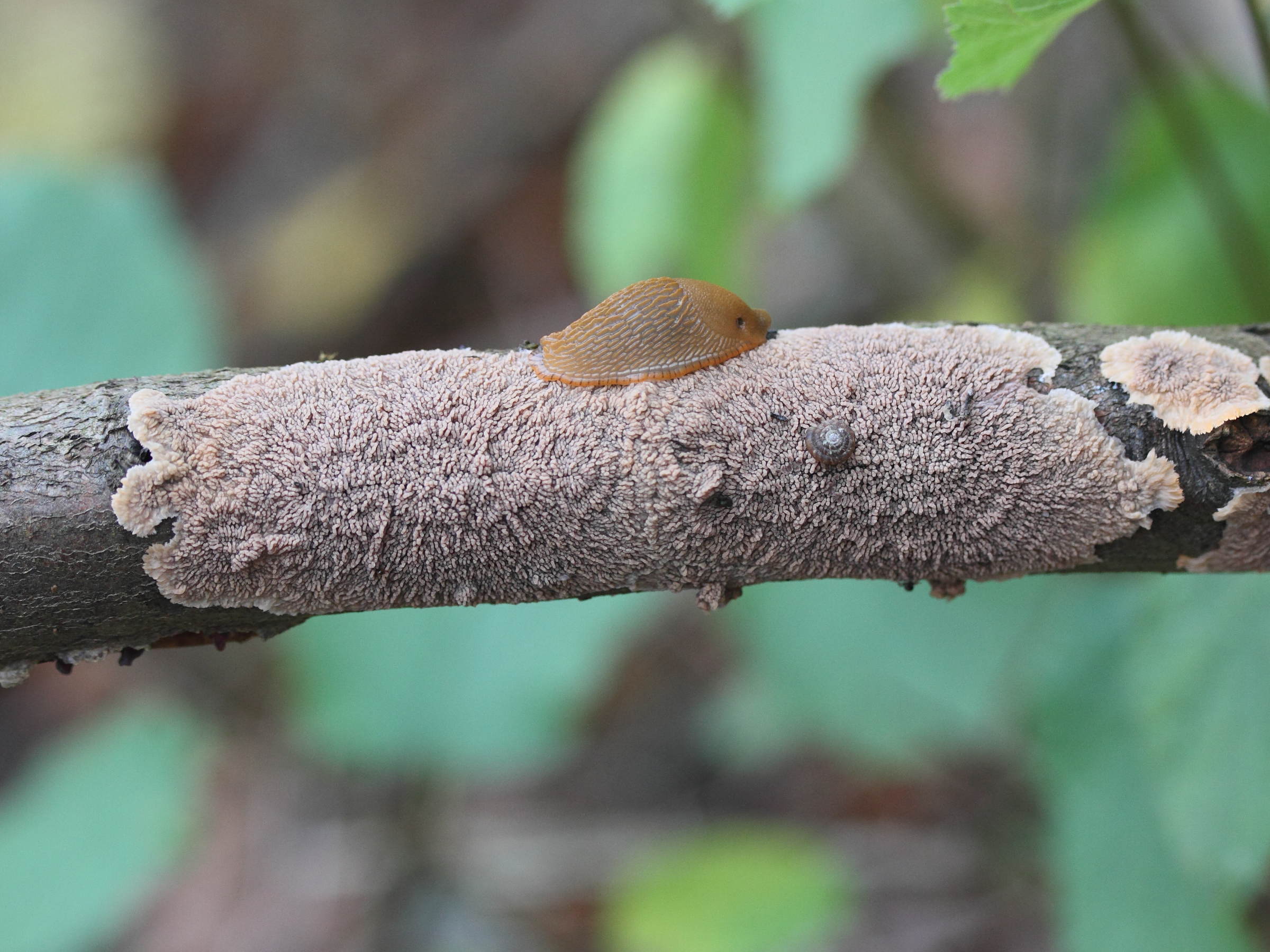 Afficher le média phlebia_merismoides4md phlebia_merismoides4md