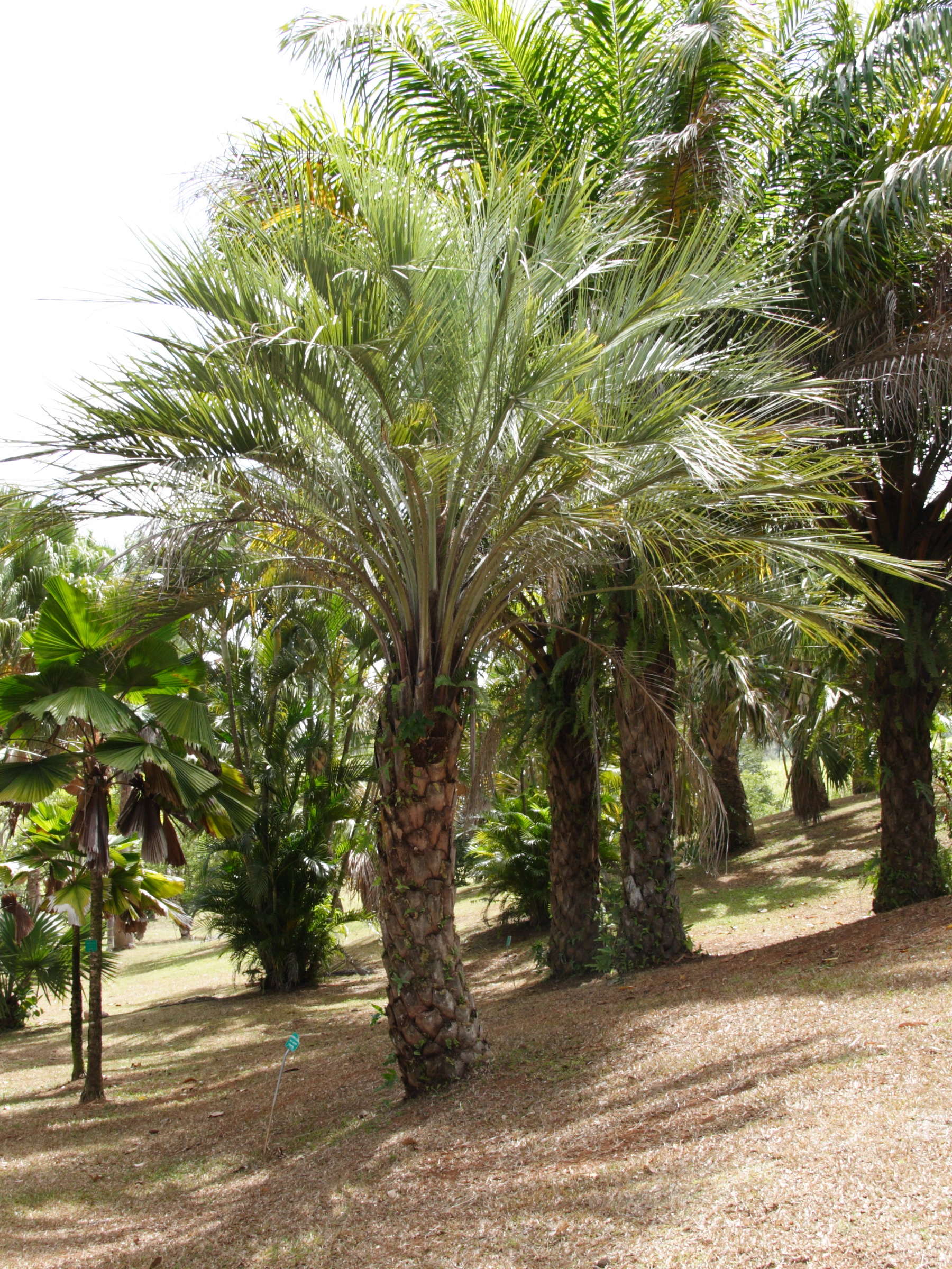 phoenix_reclinata1md