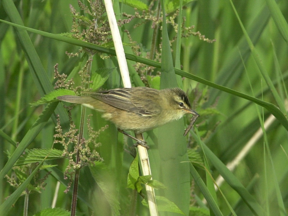 Afficher le média phragmite_des_joncs_-_acrocephalus_schoenobaenus1md phragmite_des_joncs_-_acrocephalus_schoenobaenus1md
