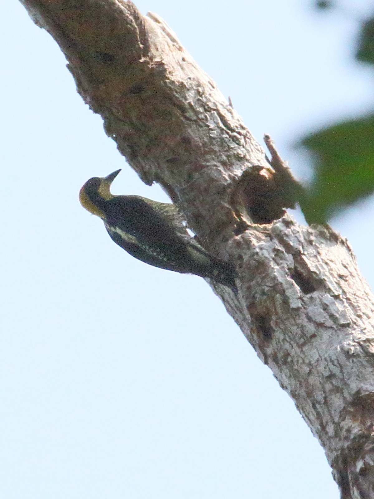 pic_masque_-_melanerpes_chrysauchen2bd