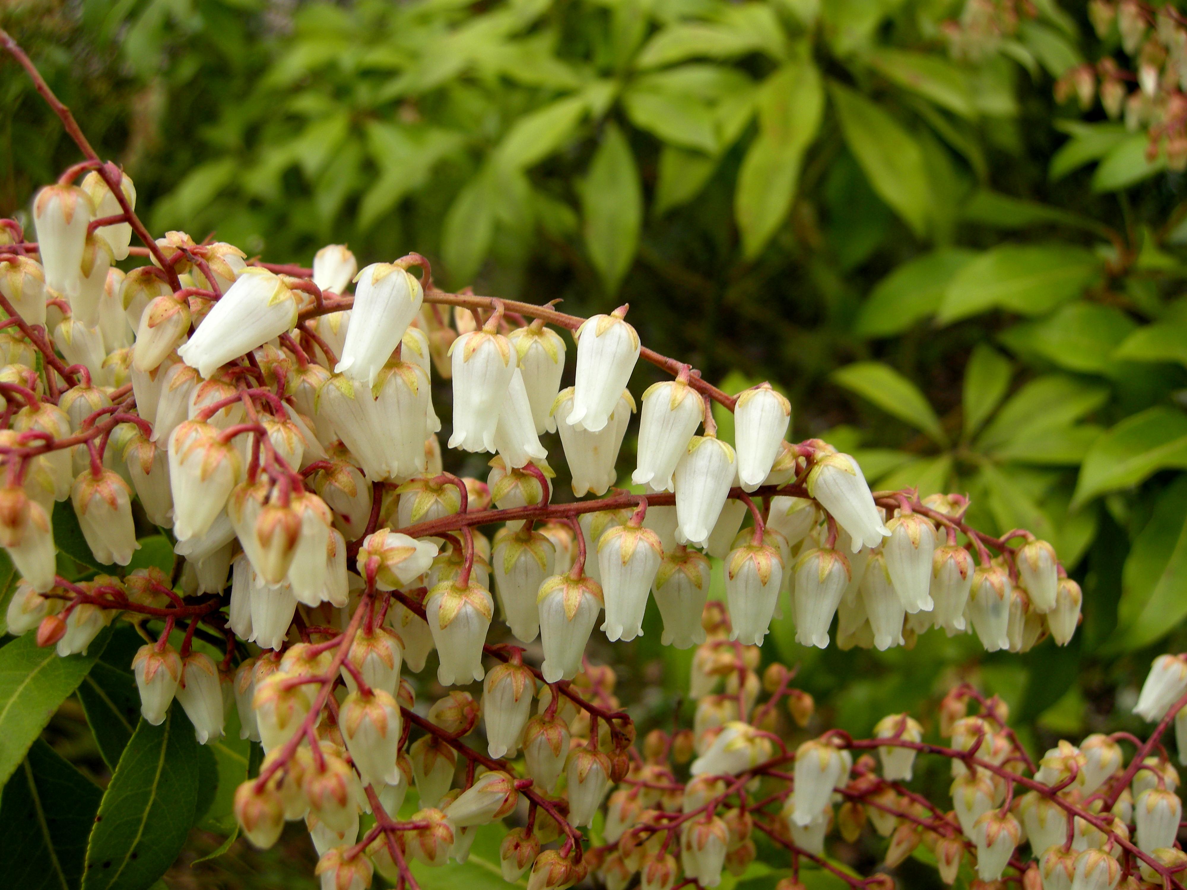 pieris_formosa3bmd