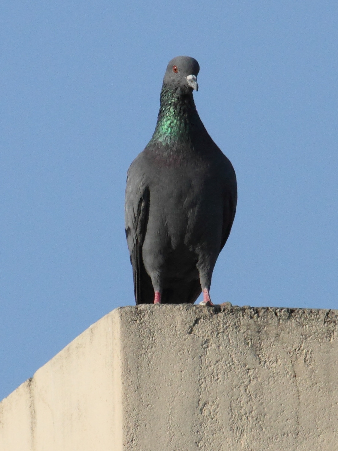 pigeon_biset_urbain_-_columba_livia3bd