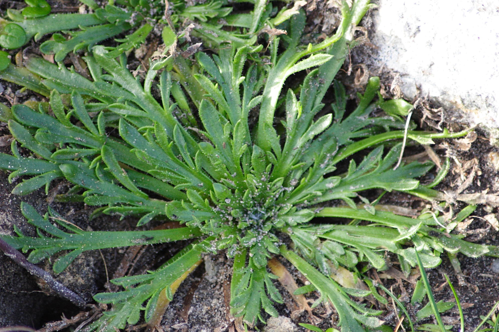 plantago_coronopus7md