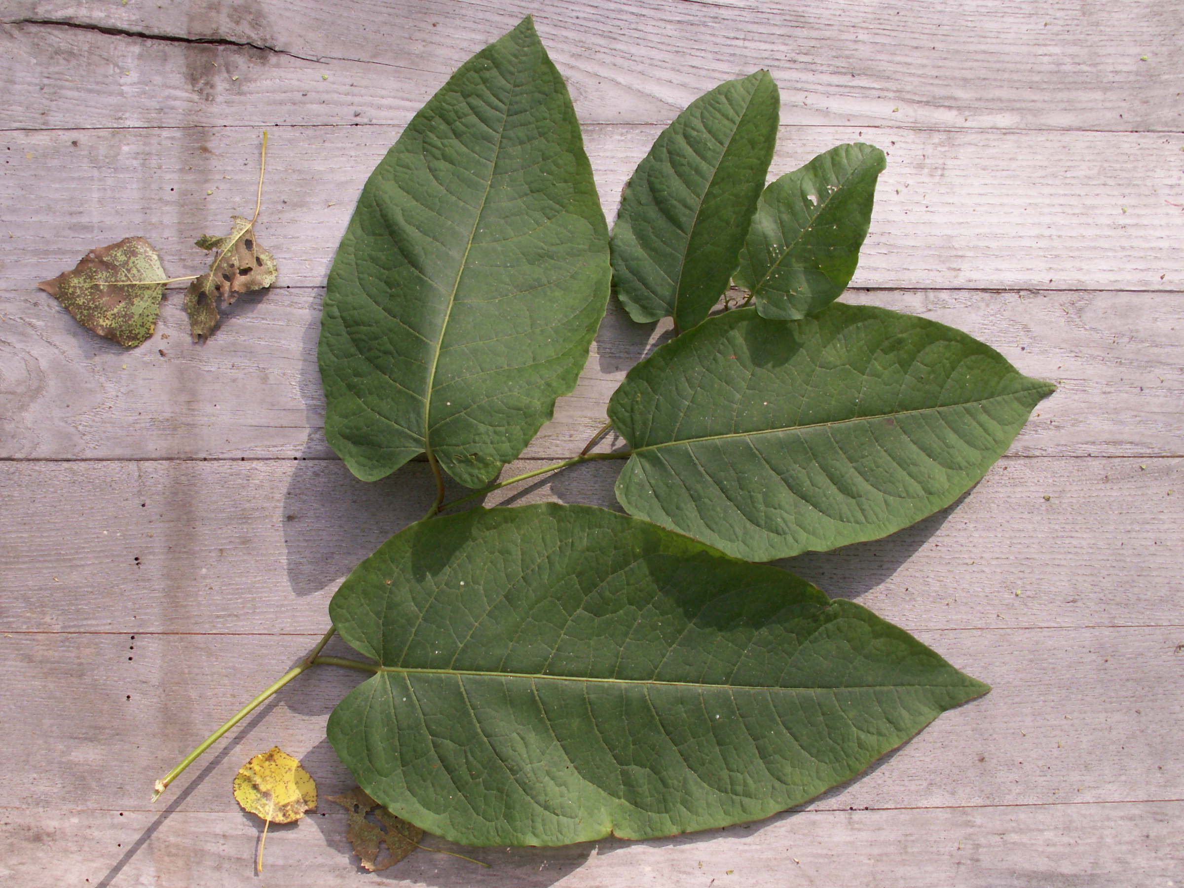 reynoutria_x_bohemica1bd