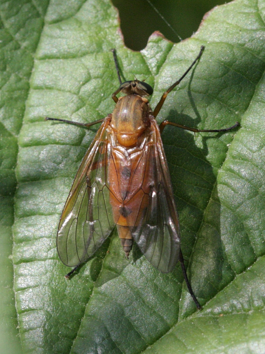 rhagio_tringarius1bd