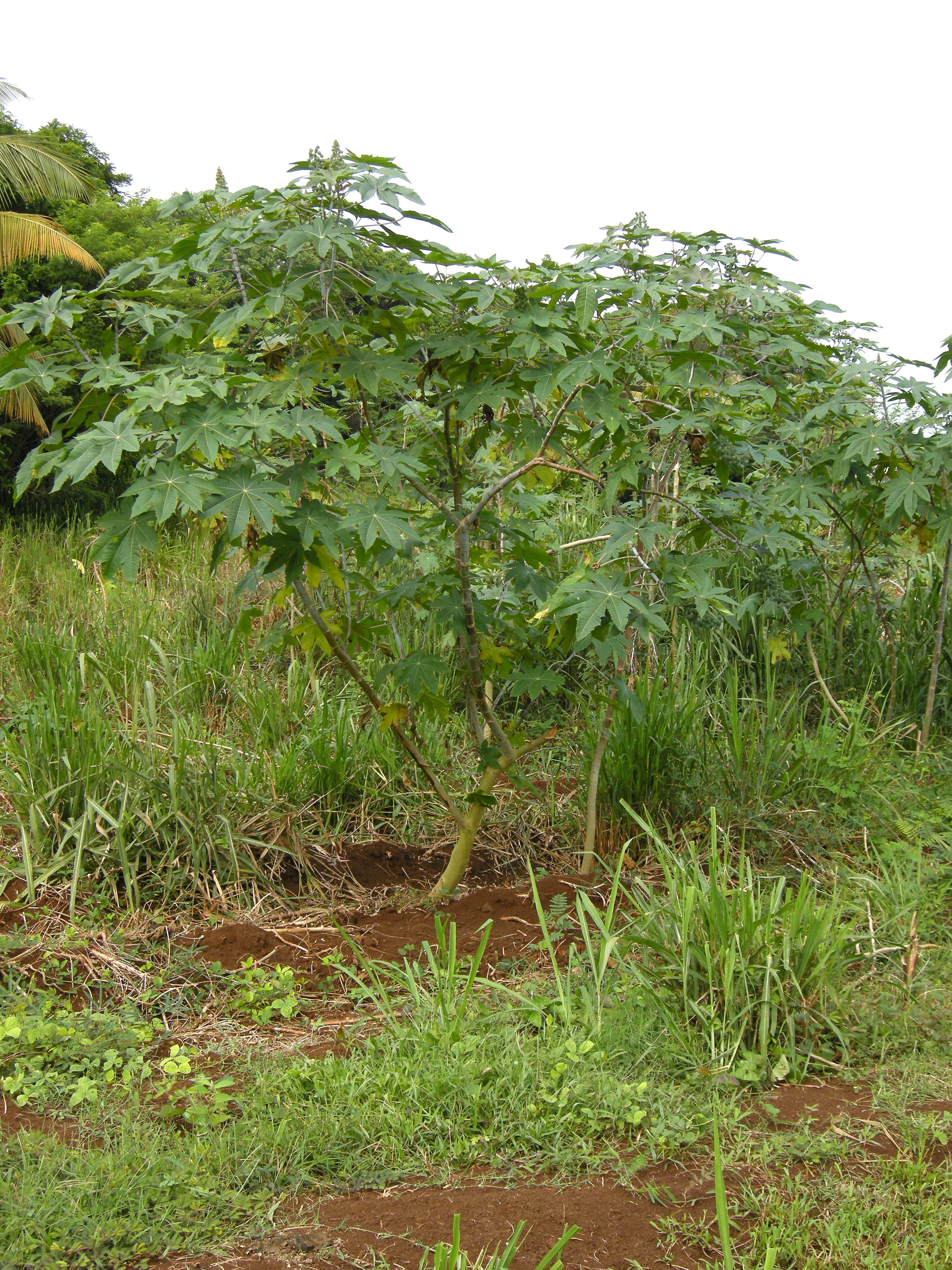 ricinus_communis7md