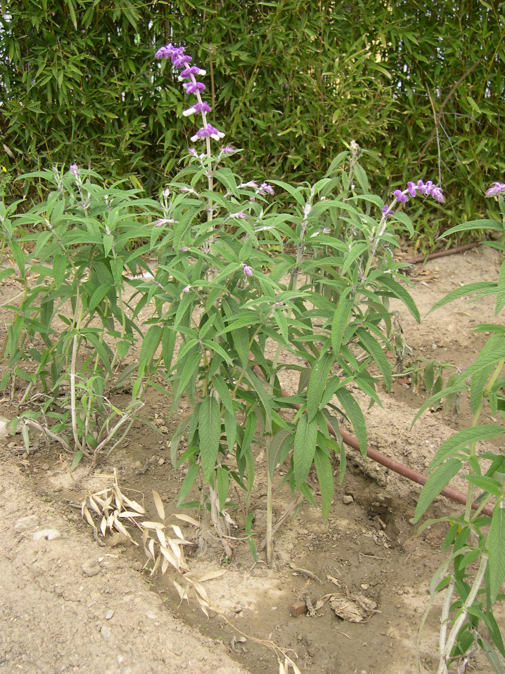 salvia_leucantha1md