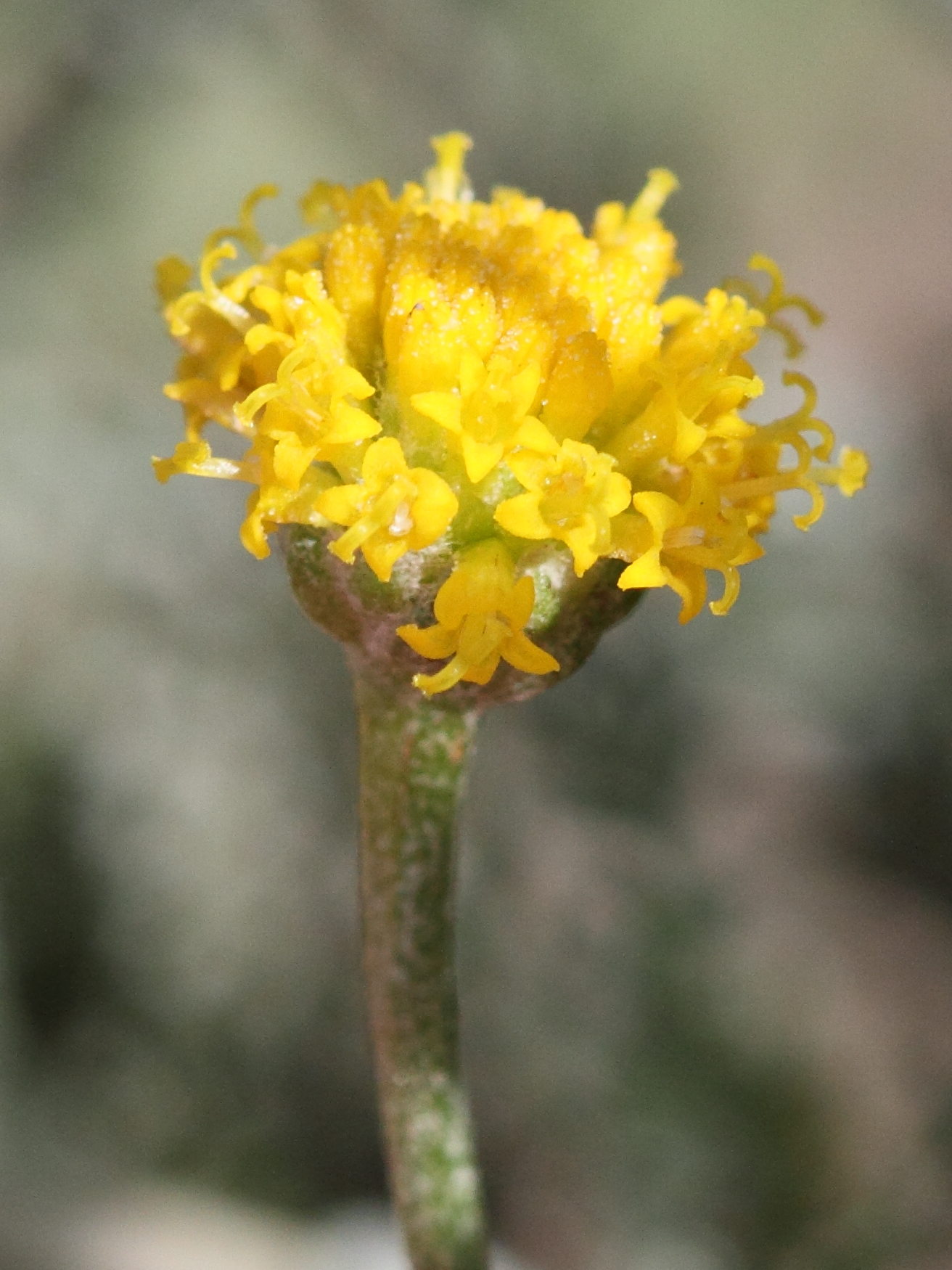 santolina_chamaecyparissus4bbd