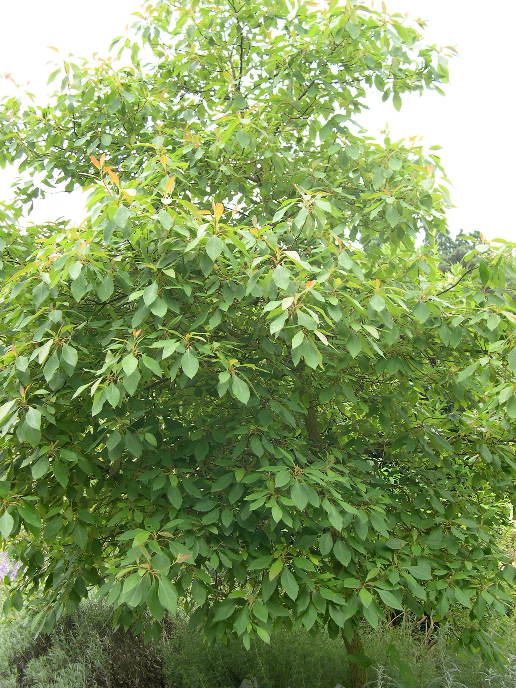 sassafras_albidum3md