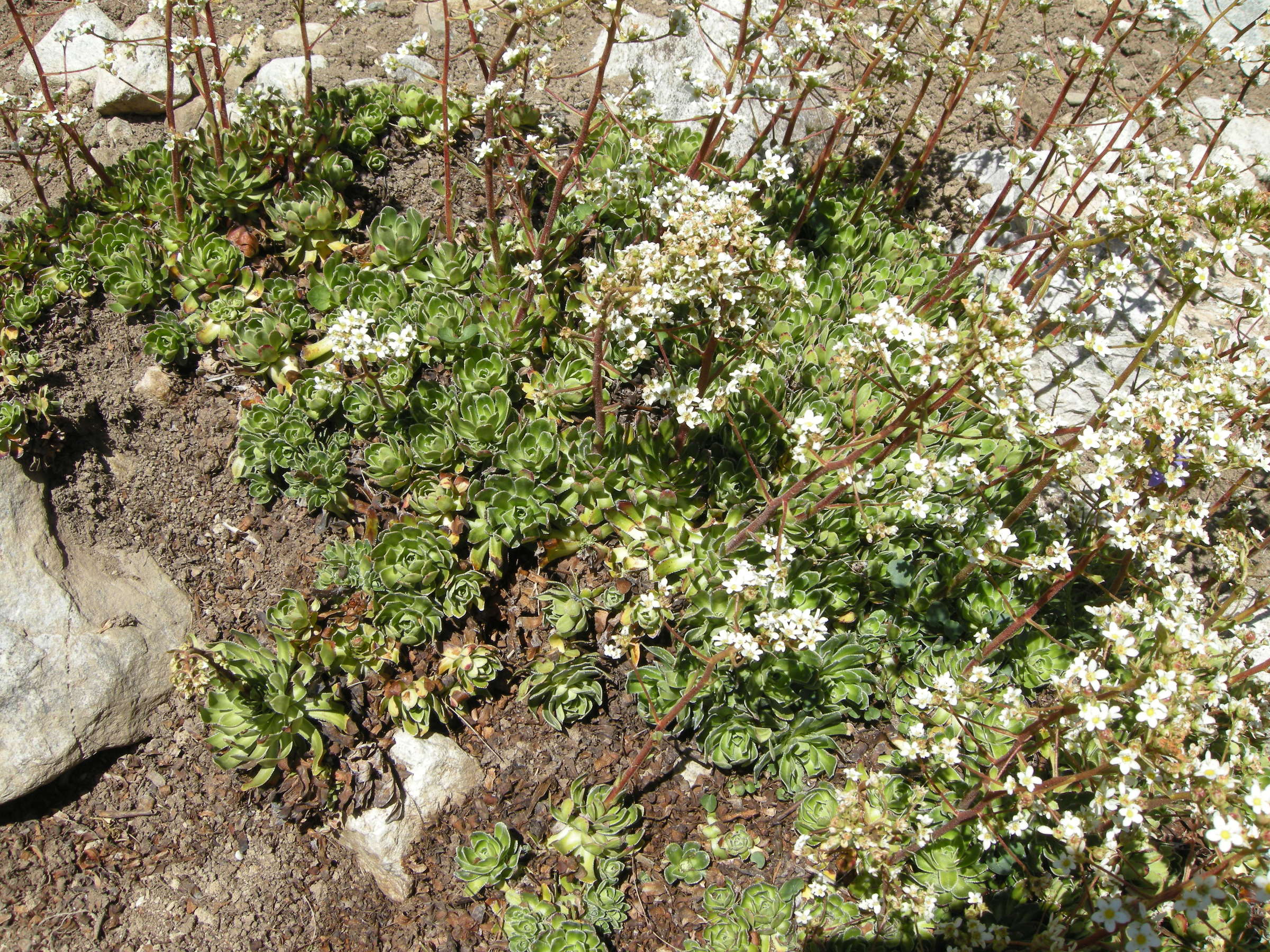 Afficher le média saxifraga_paniculata5md saxifraga_paniculata5md