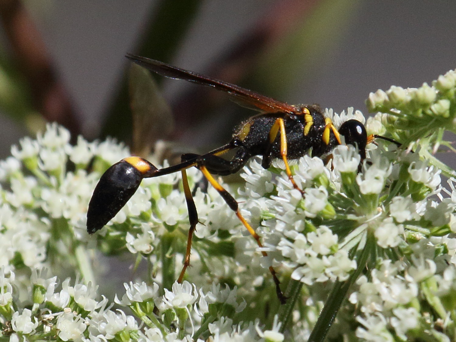 sceliphron_caementarium1bd