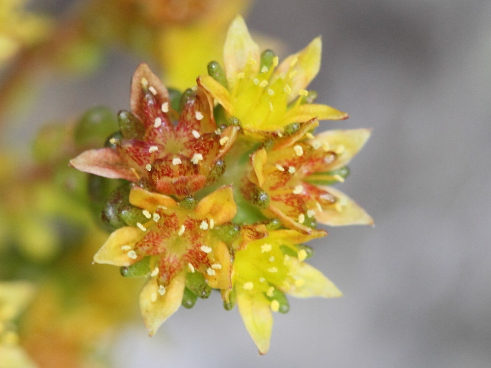 sedum_alpestre2bd