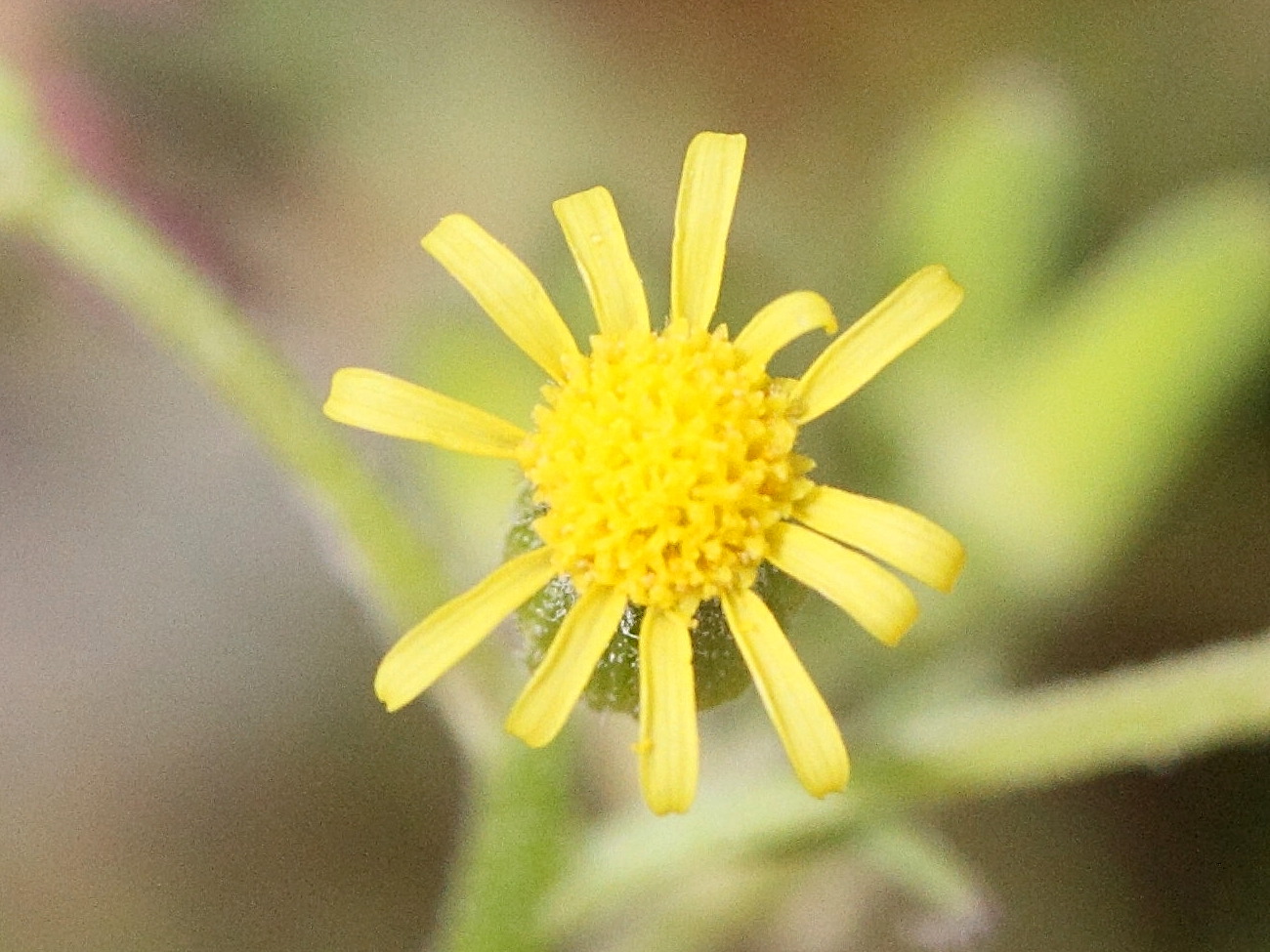 senecio_sylvaticus6md