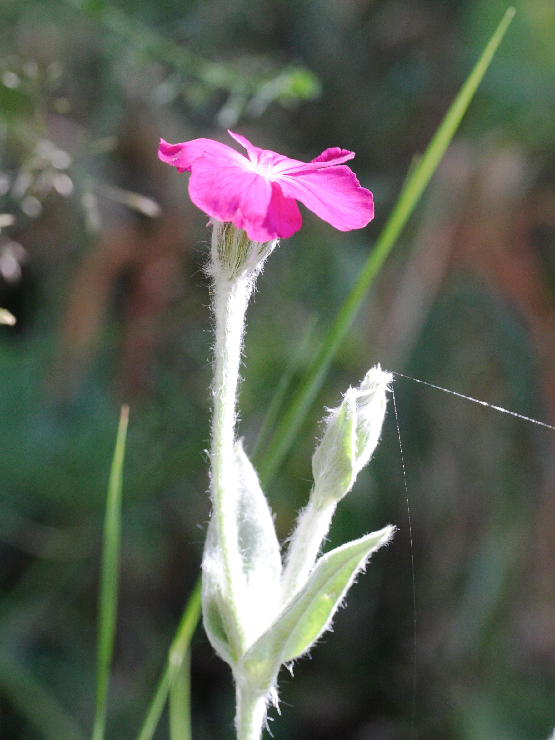 Afficher le média silene_coronaria4md silene_coronaria4md