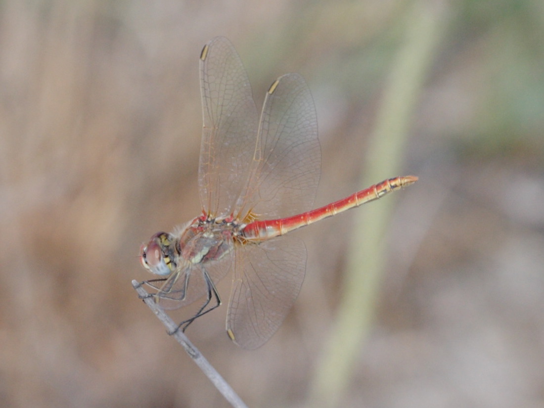 Afficher le média sympetrum_fonscolombii1abd sympetrum_fonscolombii1abd
