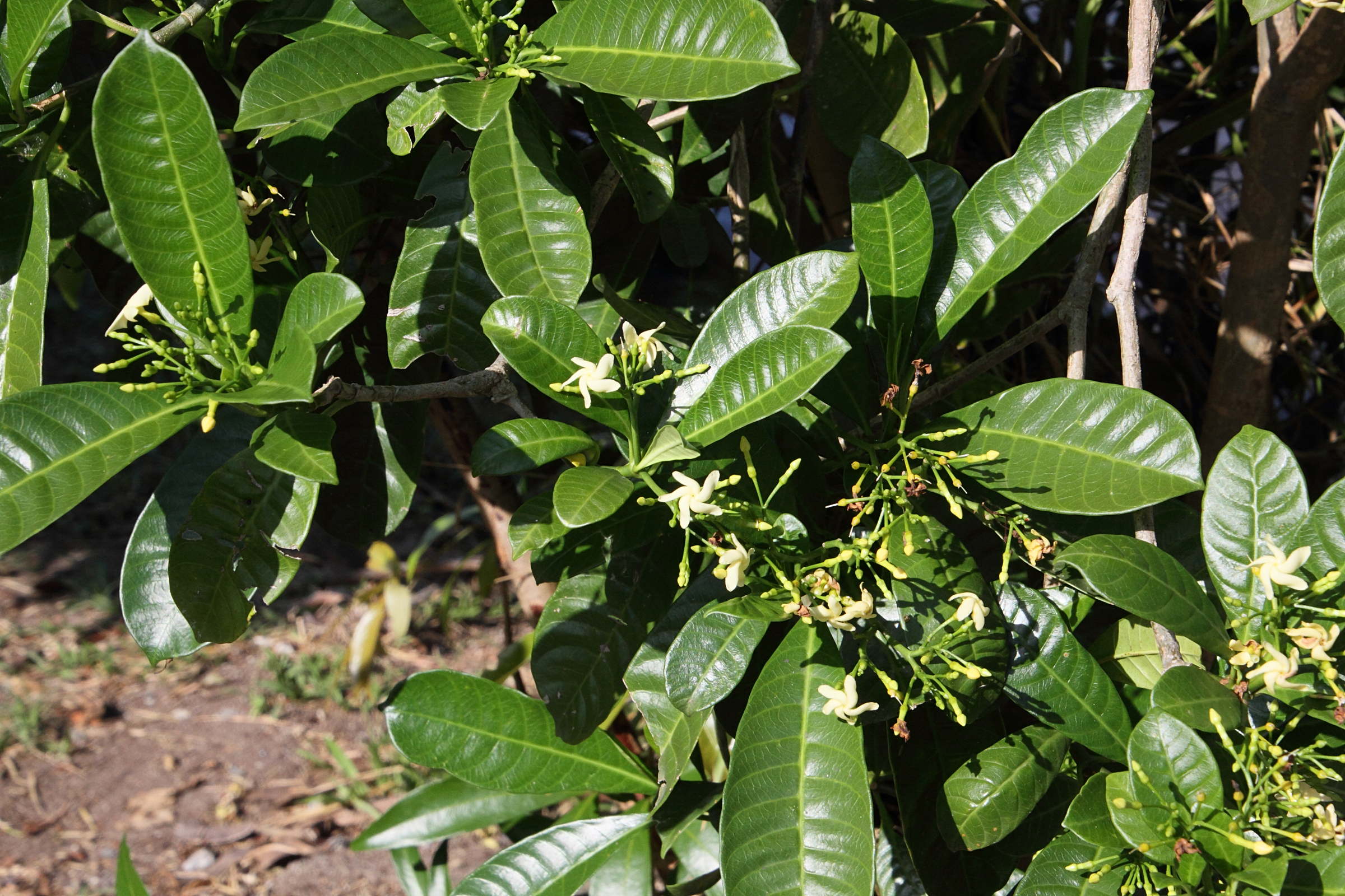 tabernaemontana_alba1md