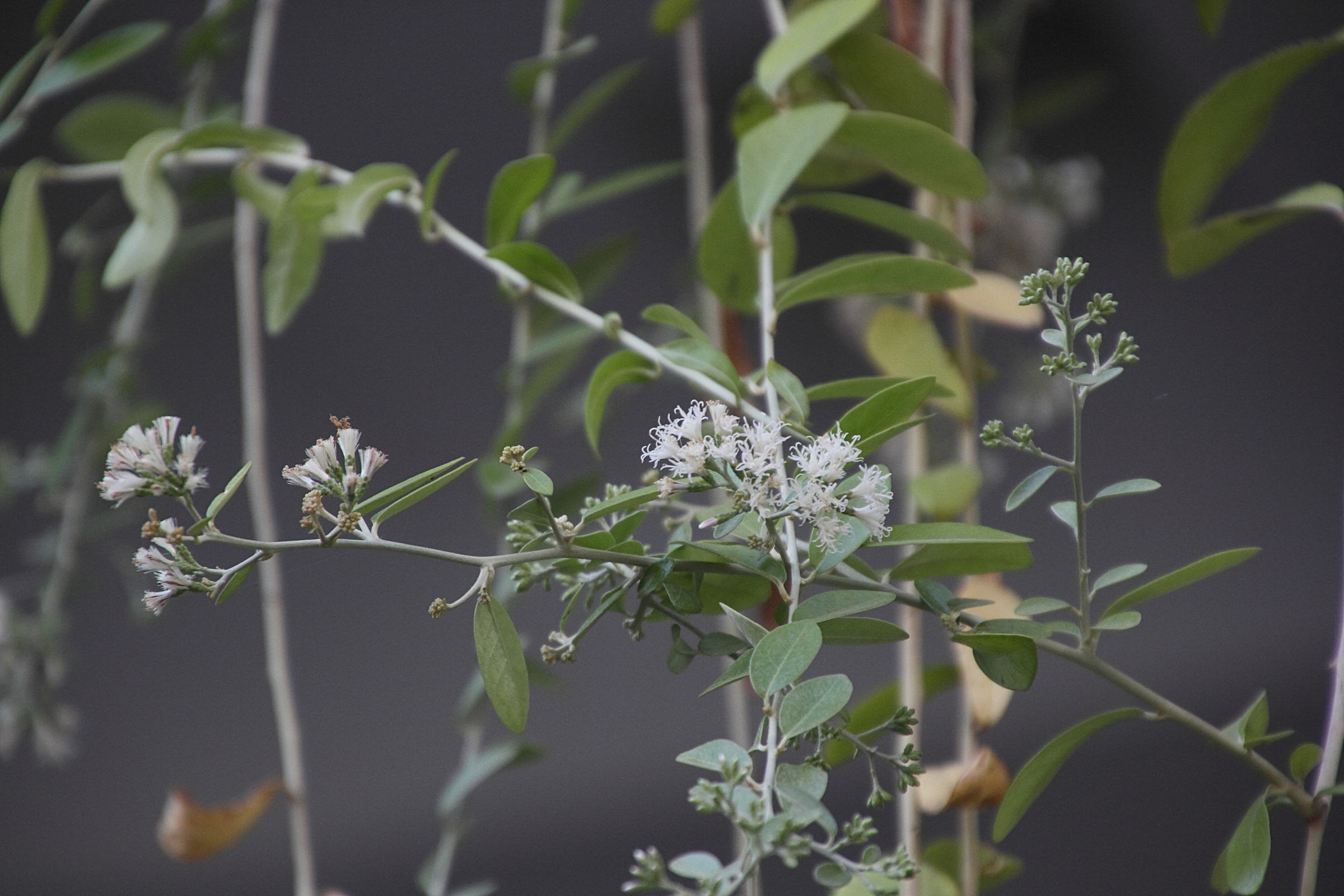 tarlmounia_elliptica2md