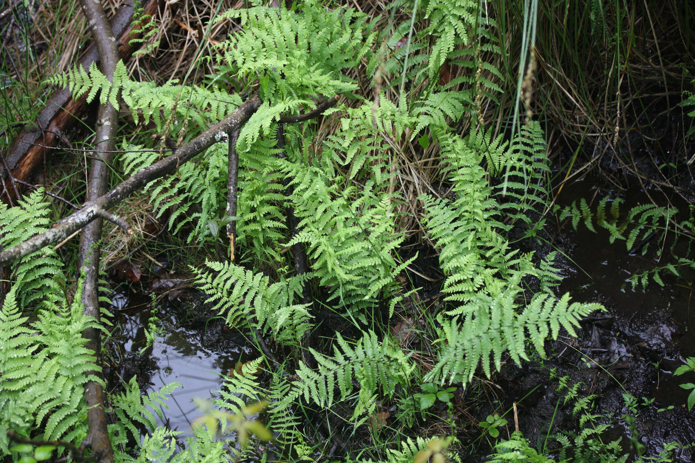 Afficher le média thelypteris_palustris1md thelypteris_palustris1md