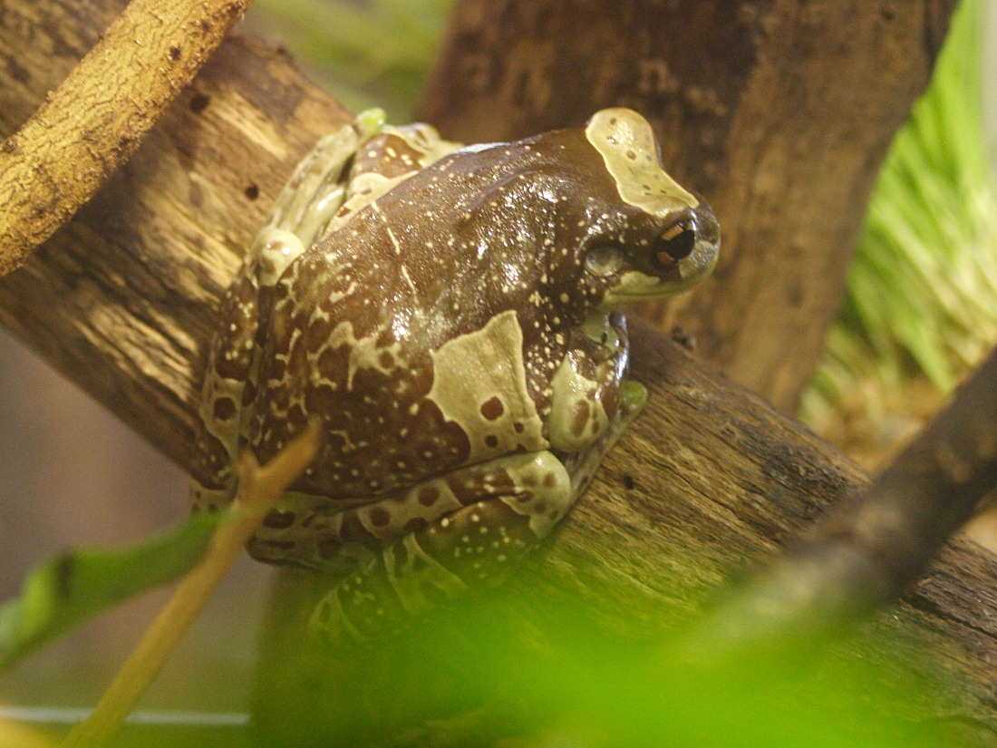 trachycephalus_resinifictrix2md