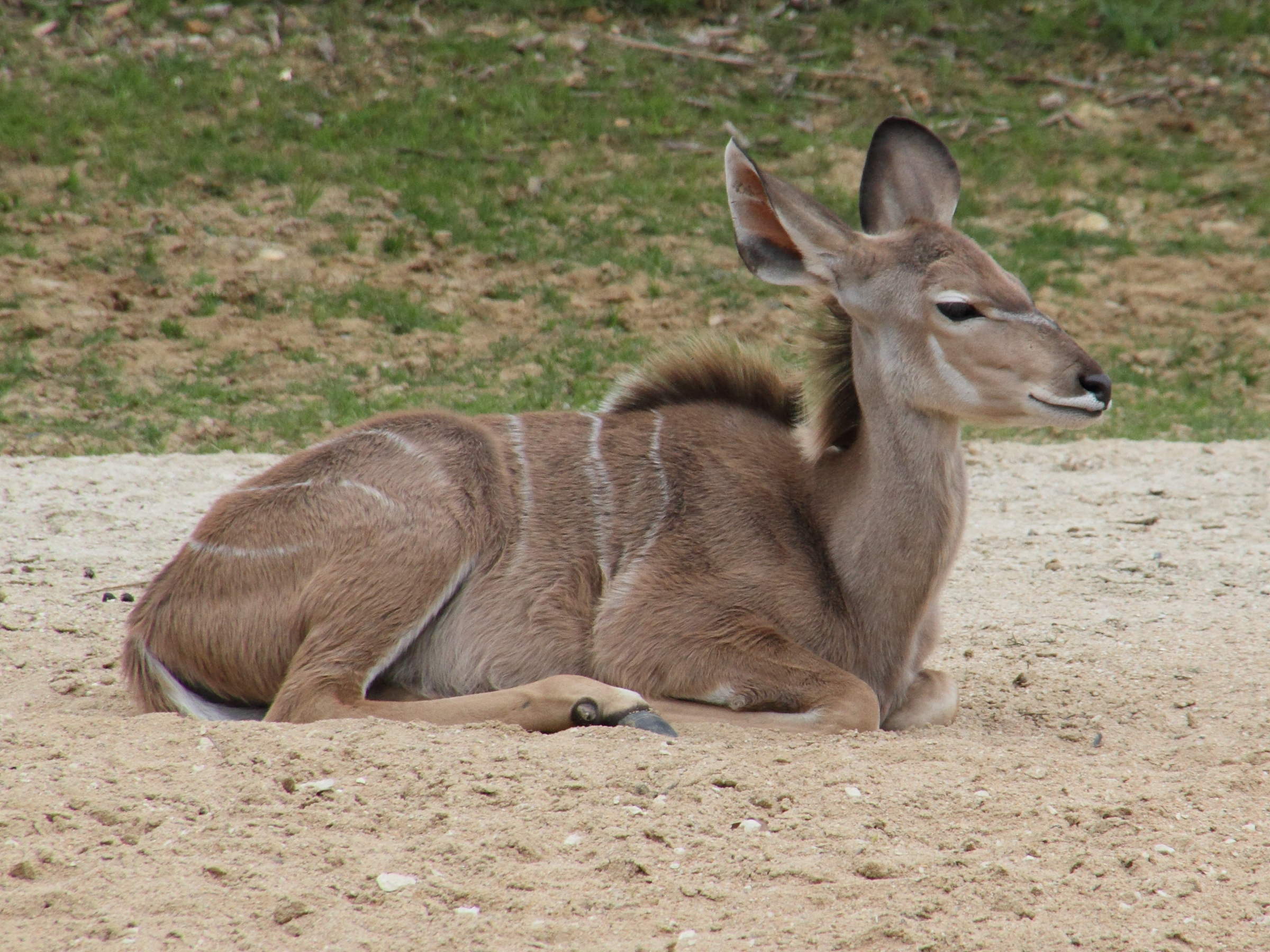 Tragelaphus_strepsiceros