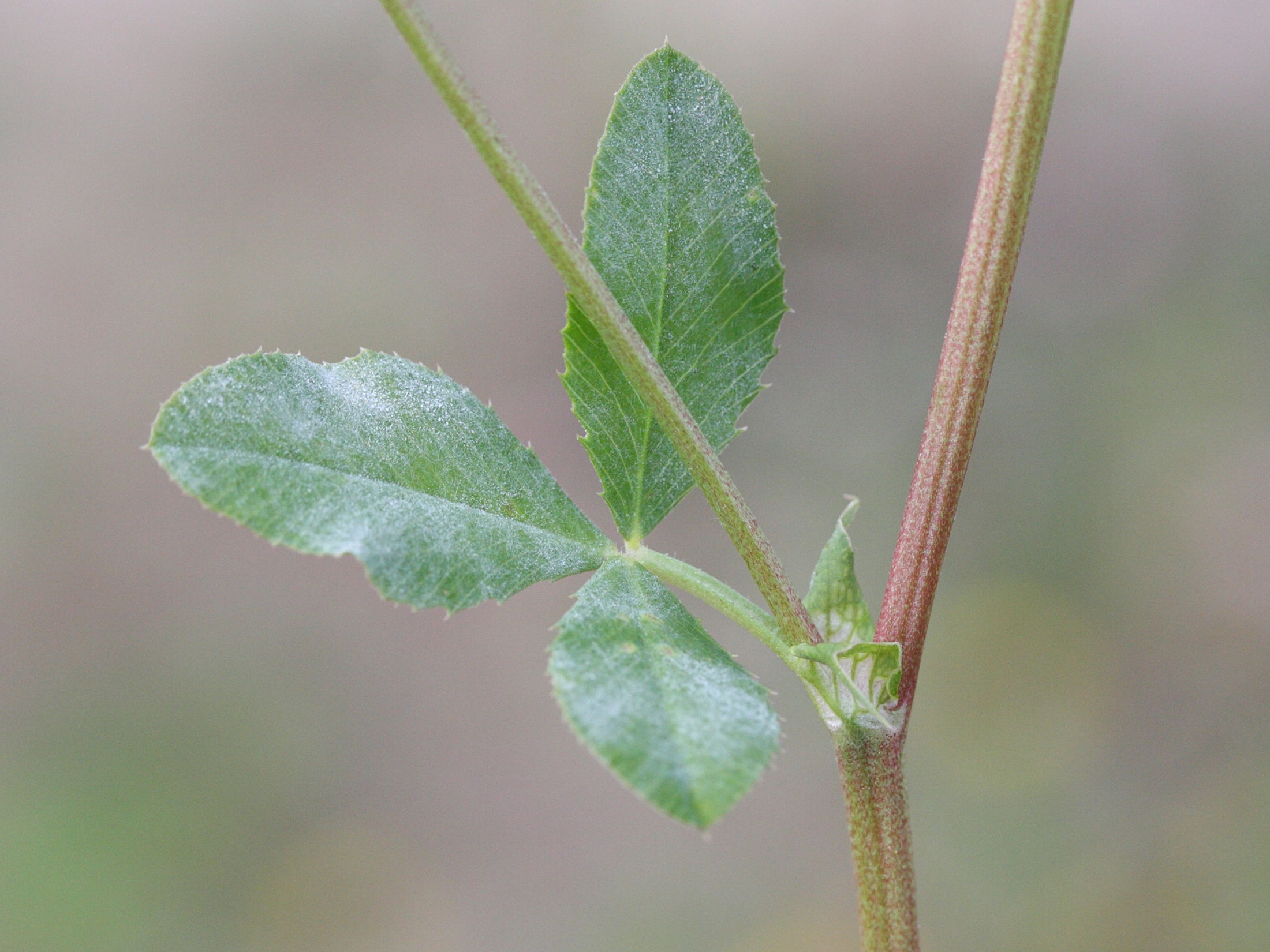 trifolium_hybridum3md