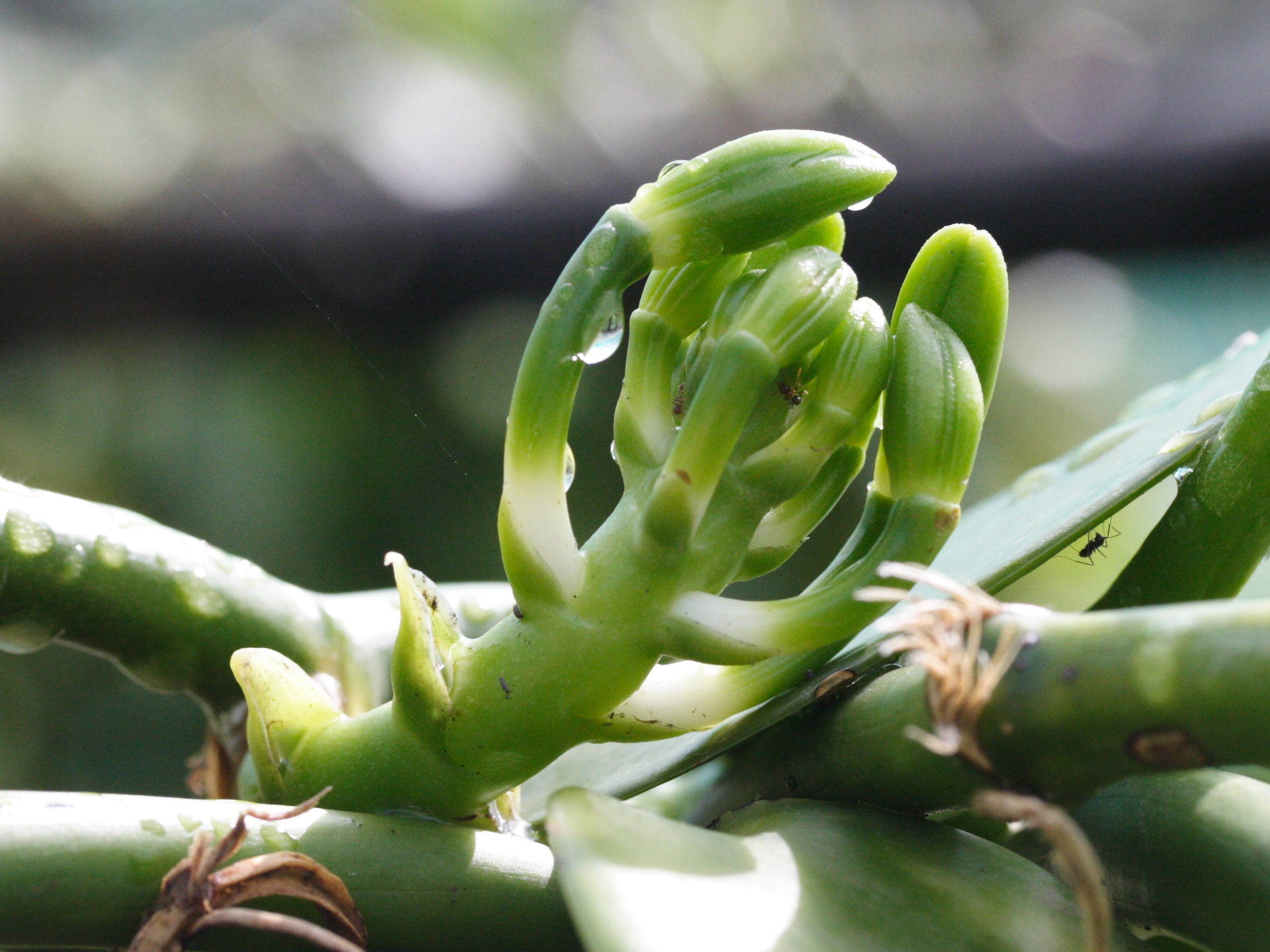 vanilla_planifolia4md