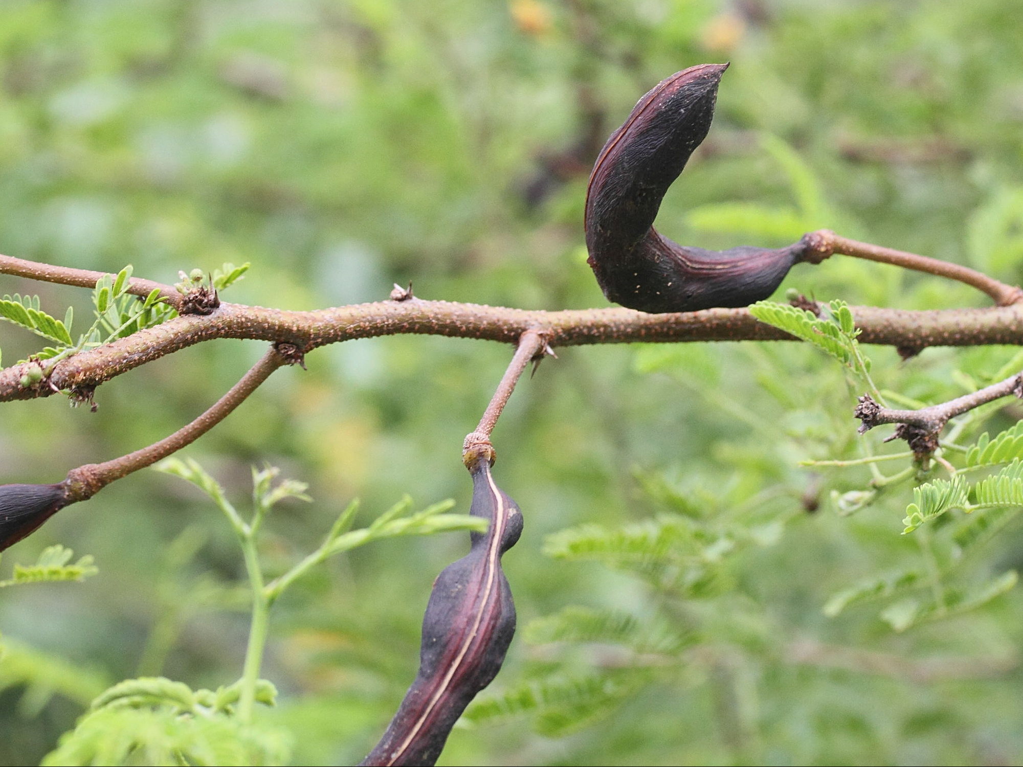 Afficher le média acacia_farnesiana4md acacia_farnesiana4md