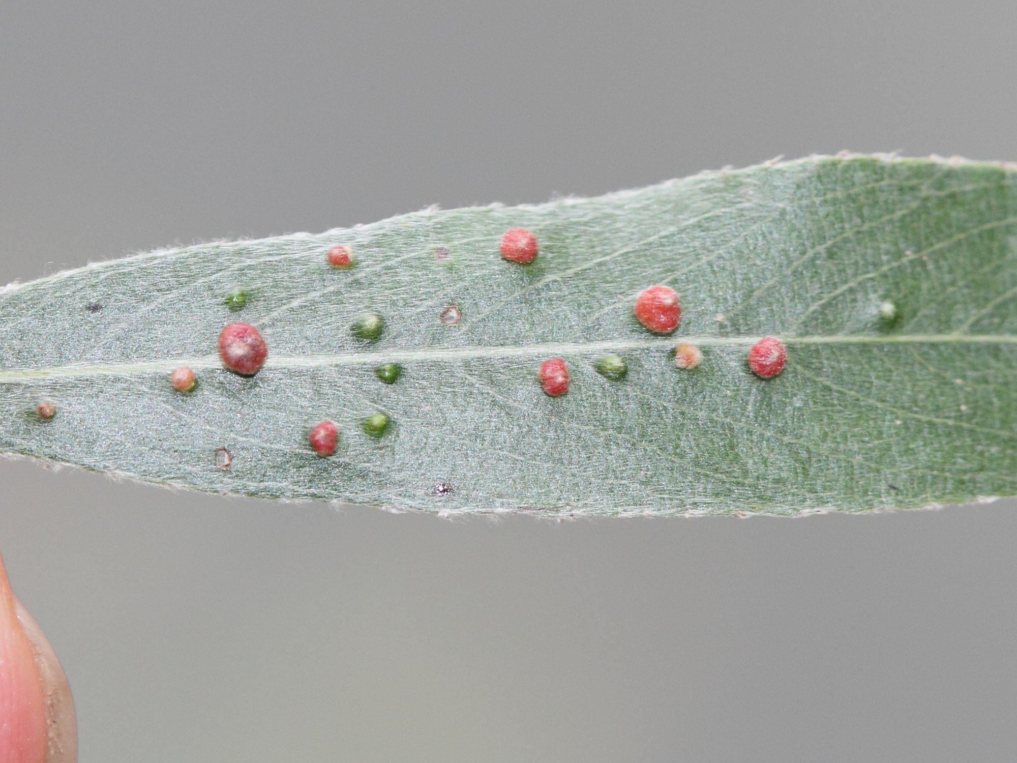 aceria_tetanothrix_galle2md