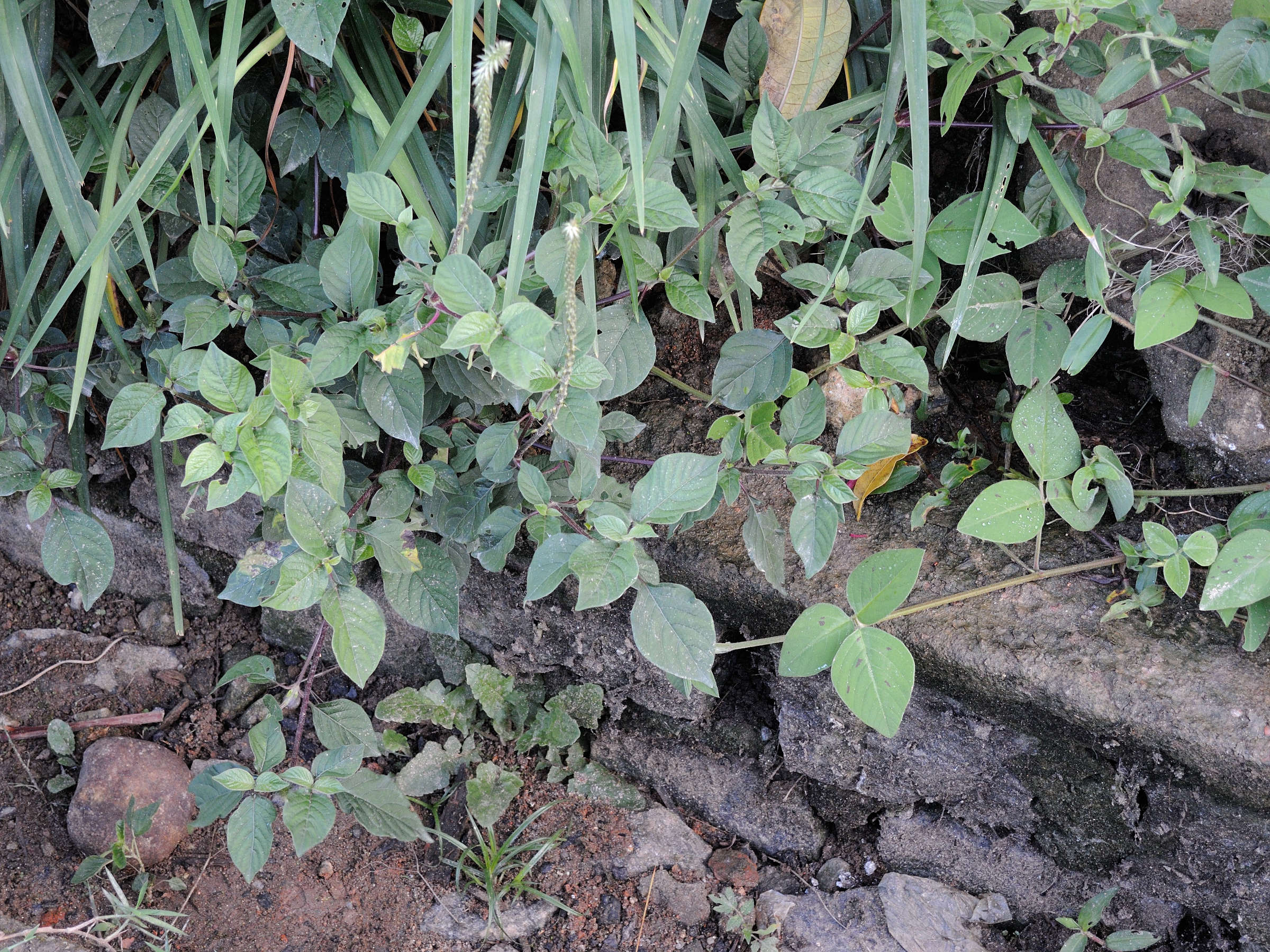 achyranthes_aspera6md