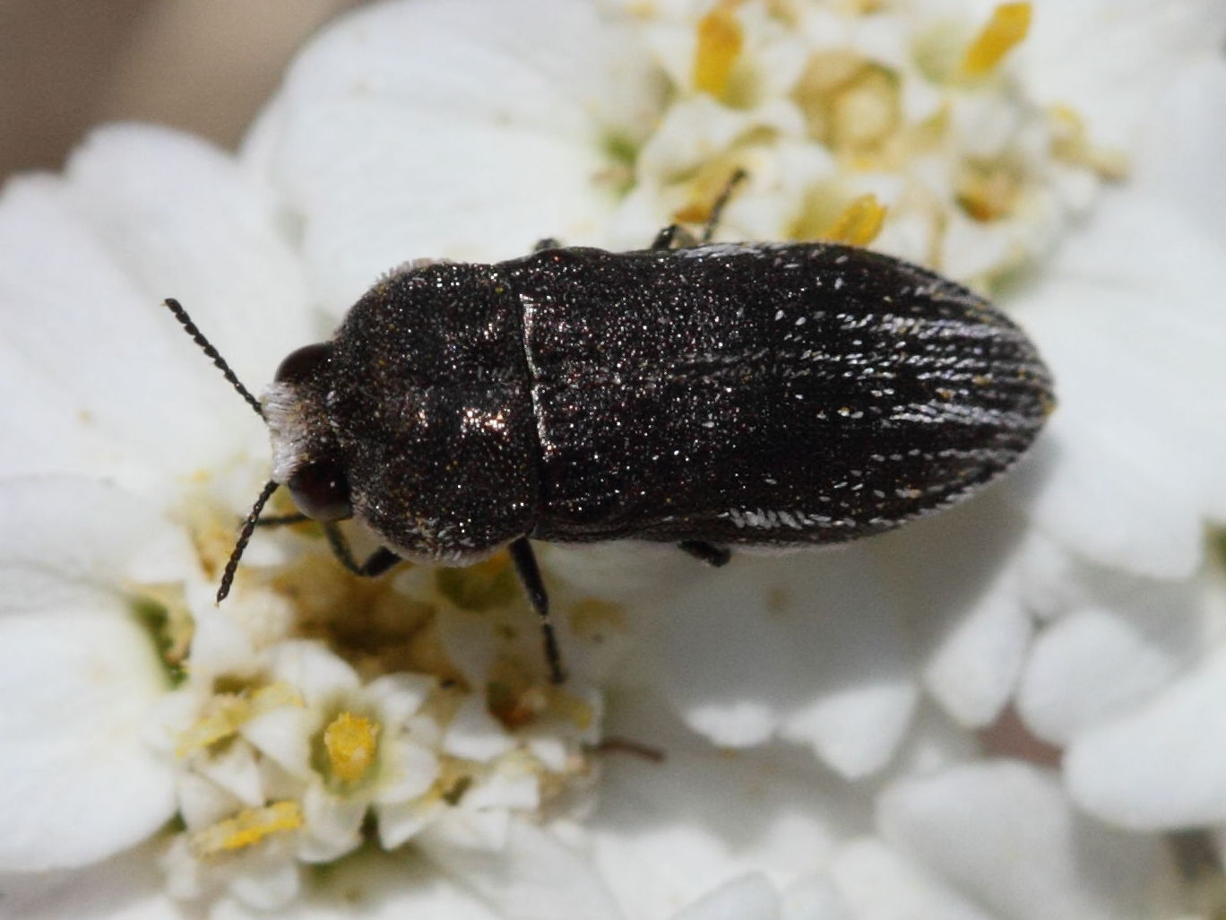 acmaeoderella_gibbulosa1bd