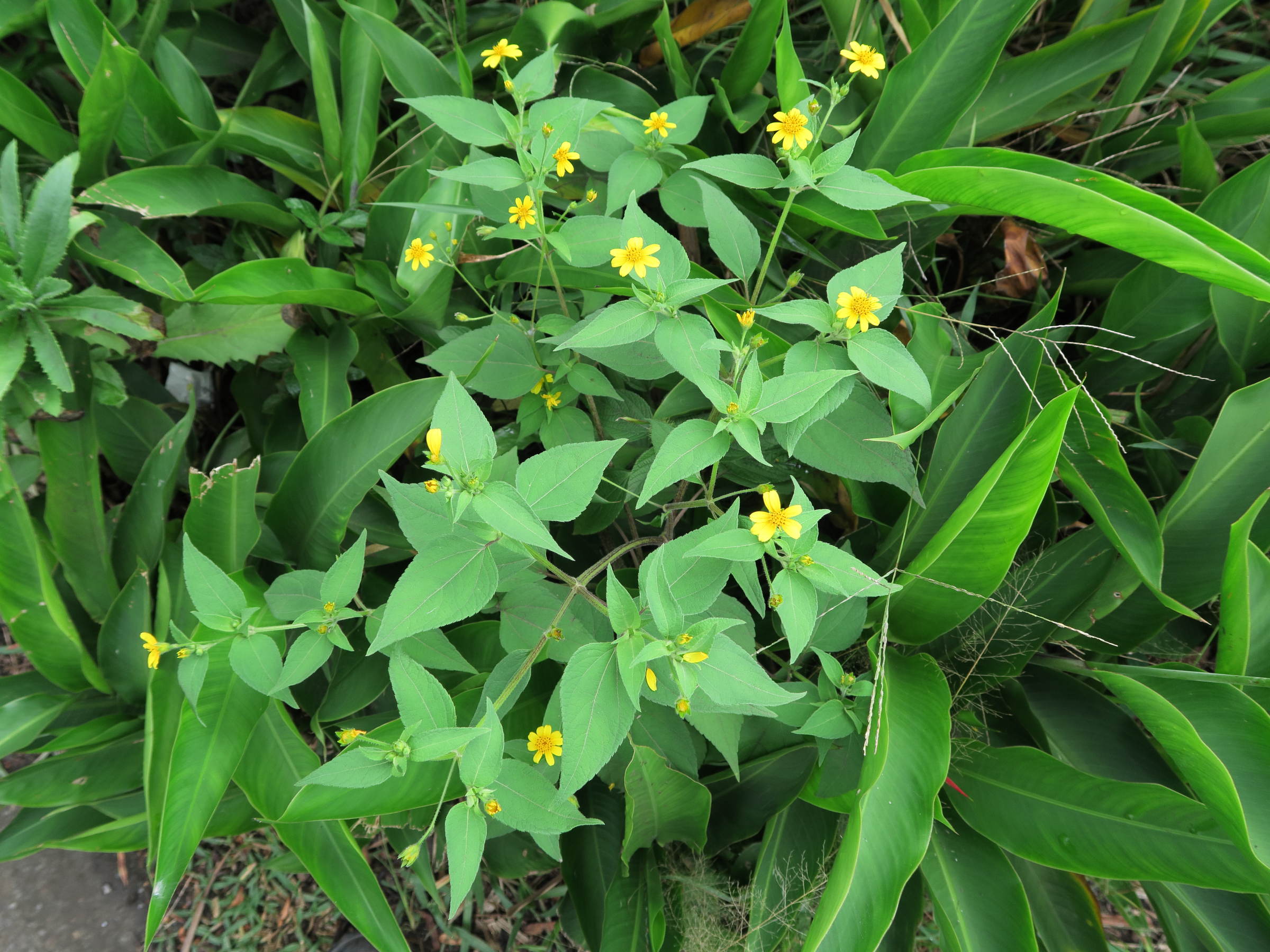 acmella_oppositifolia2md