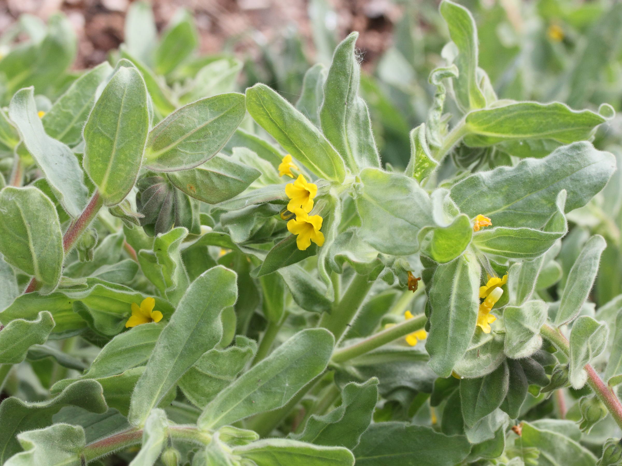 alkanna_orientalis1md