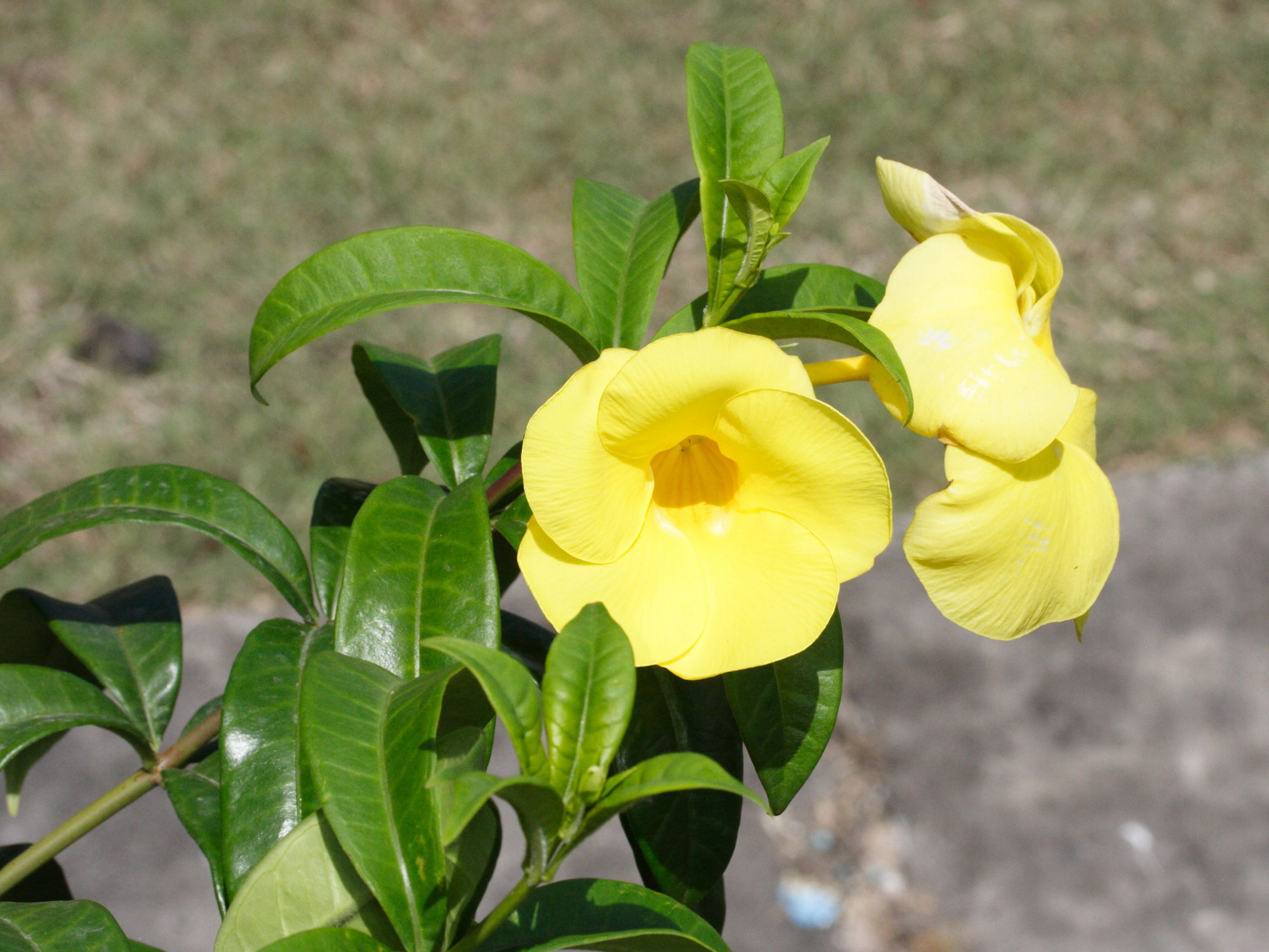 allamanda_cathartica3md