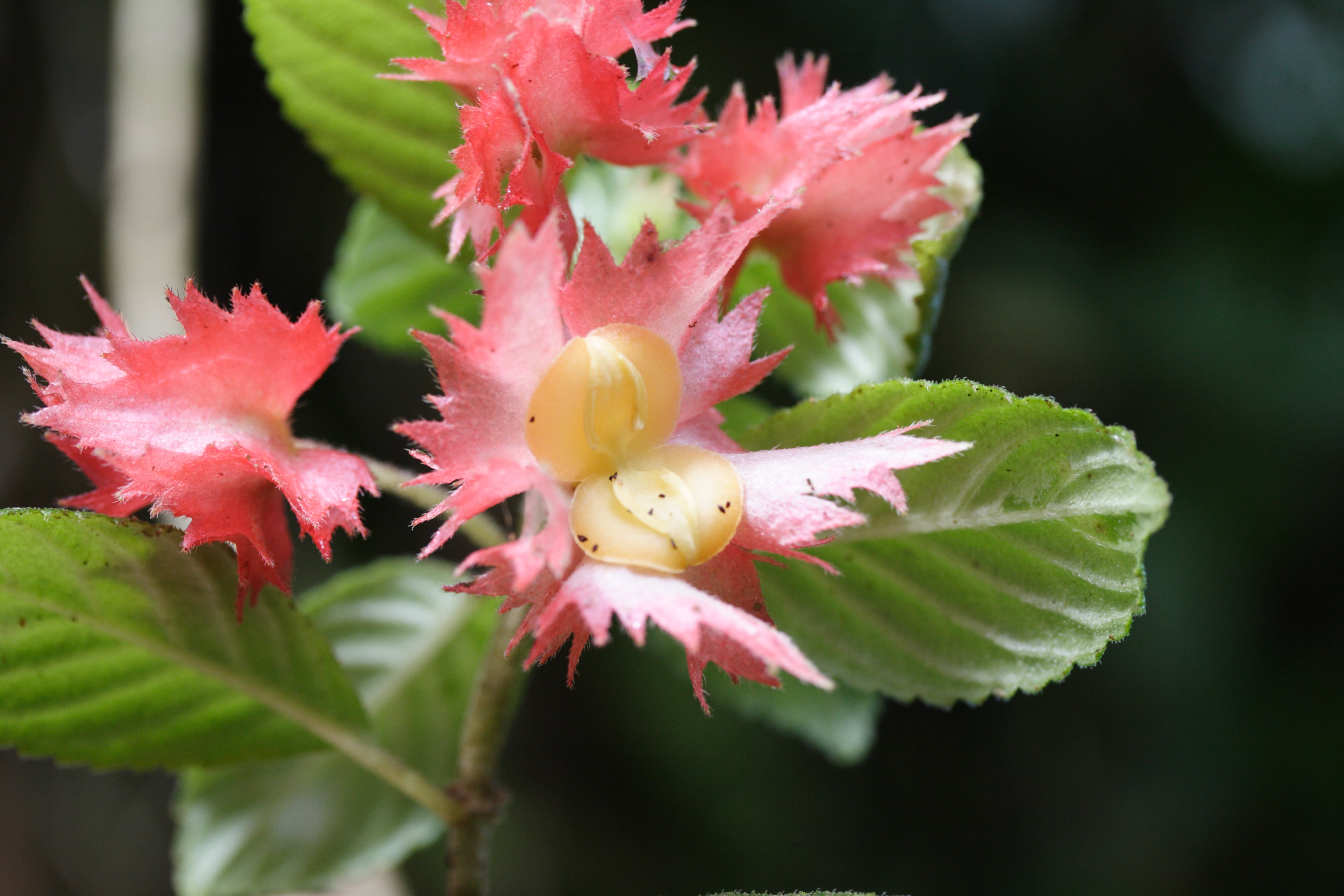 alloplectus_cristatus5md