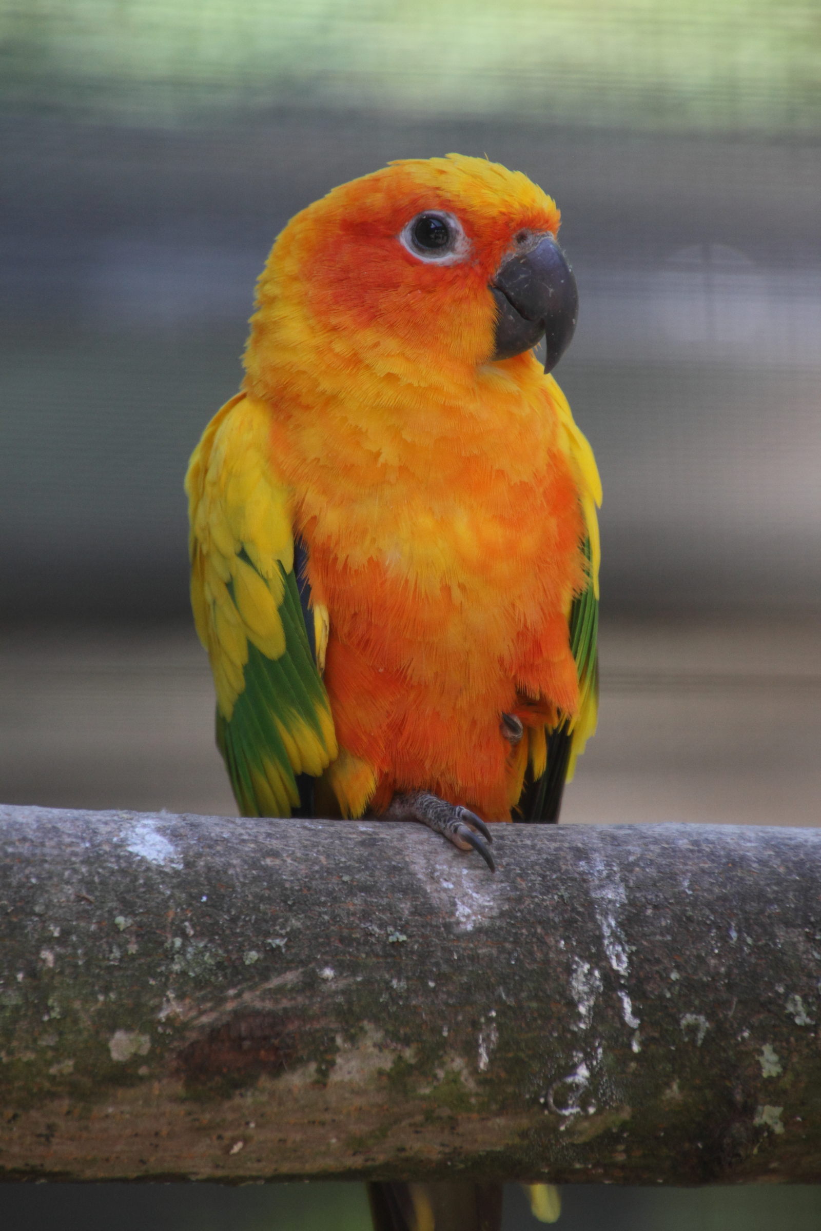 Aratinga_solstitialis