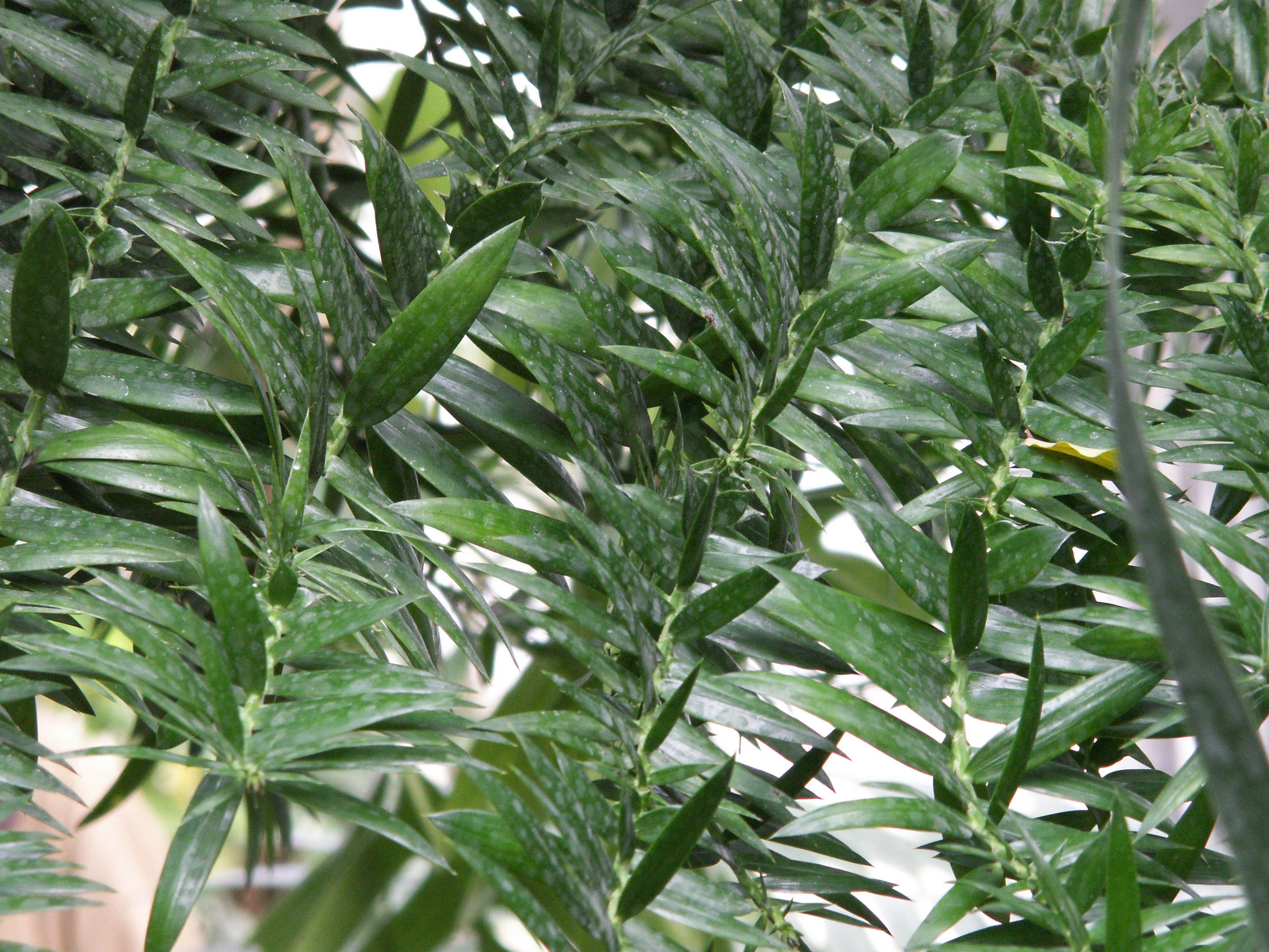 araucaria_bidwillii2md