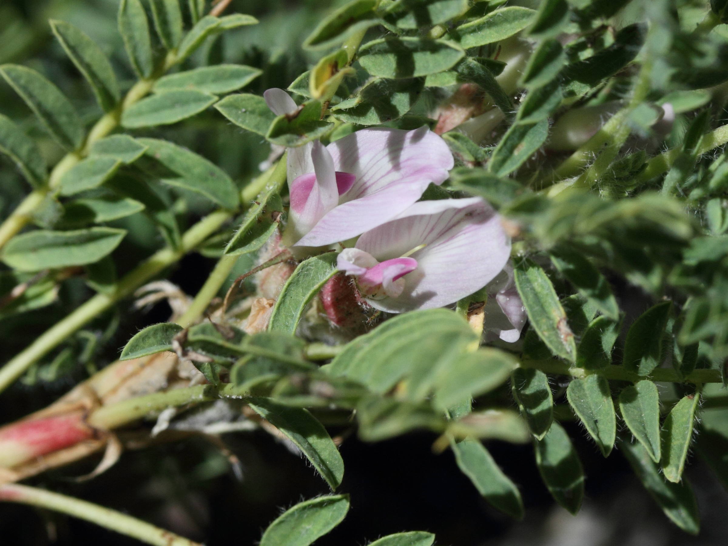 Afficher le média astragalus_sempervirens2md astragalus_sempervirens2md