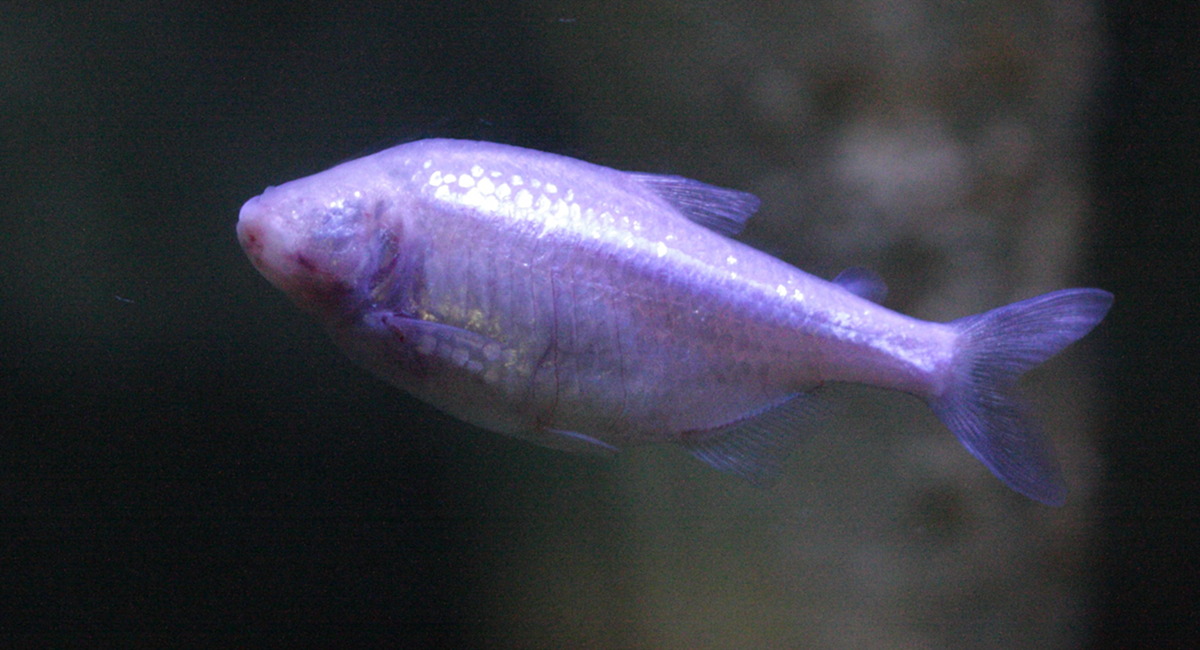 astyanax_mexicanus2bd