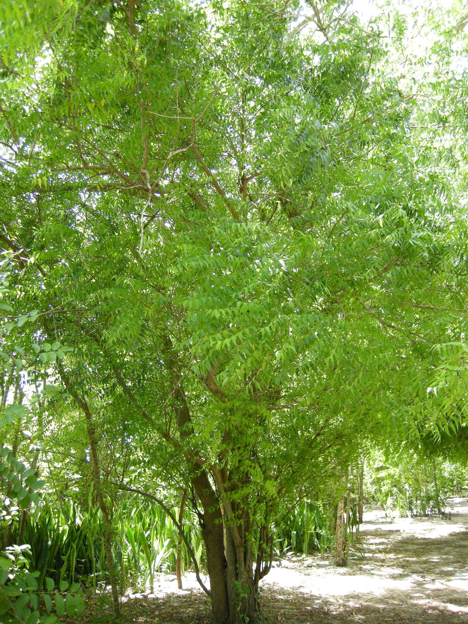 Afficher le média azadirachta_indica4md azadirachta_indica4md